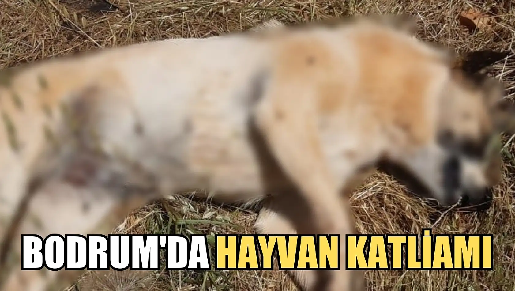 Bodrum'da Hayvan Katliamı