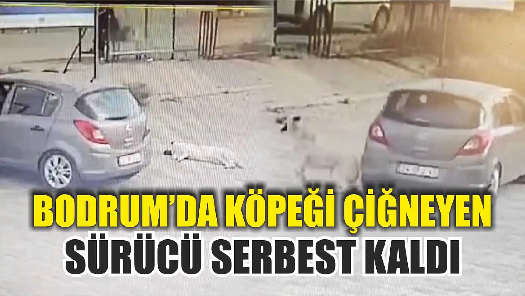 Bodrum'da köpeği çiğneyen sürücü serbest kaldı