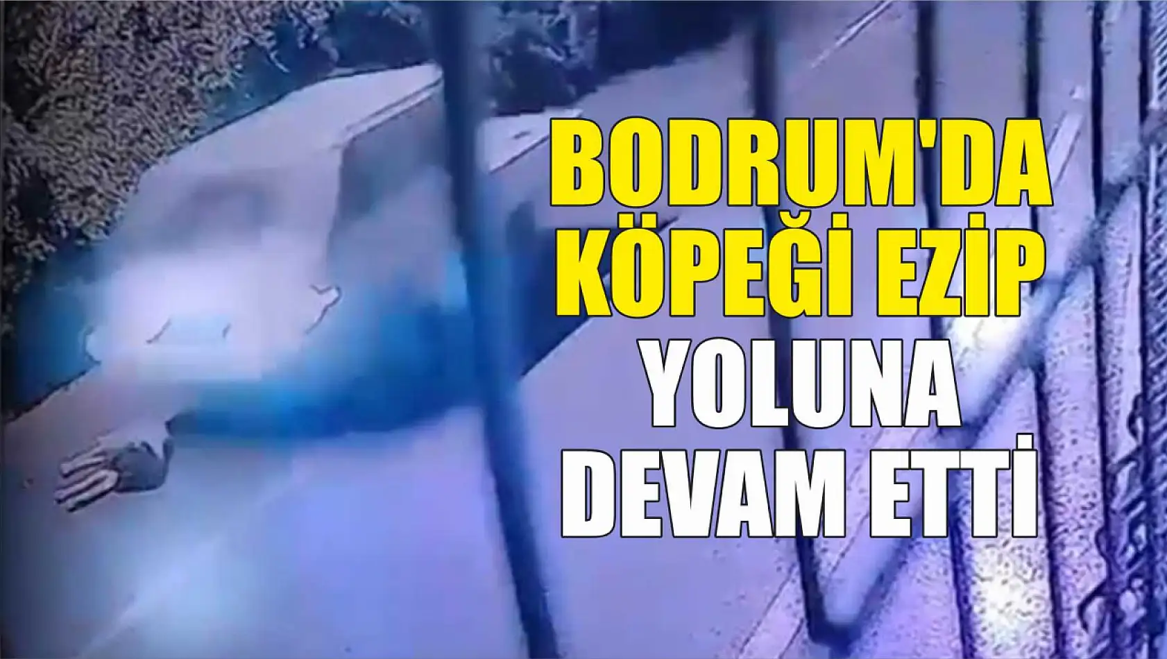 Bodrum'da köpeği ezip yoluna devam etti