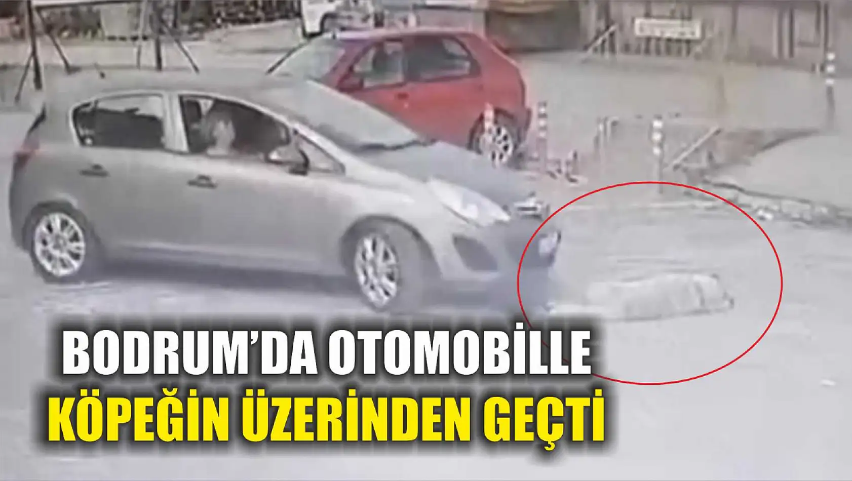 Bodrum'da otomobille köpeğin üzerinden geçti