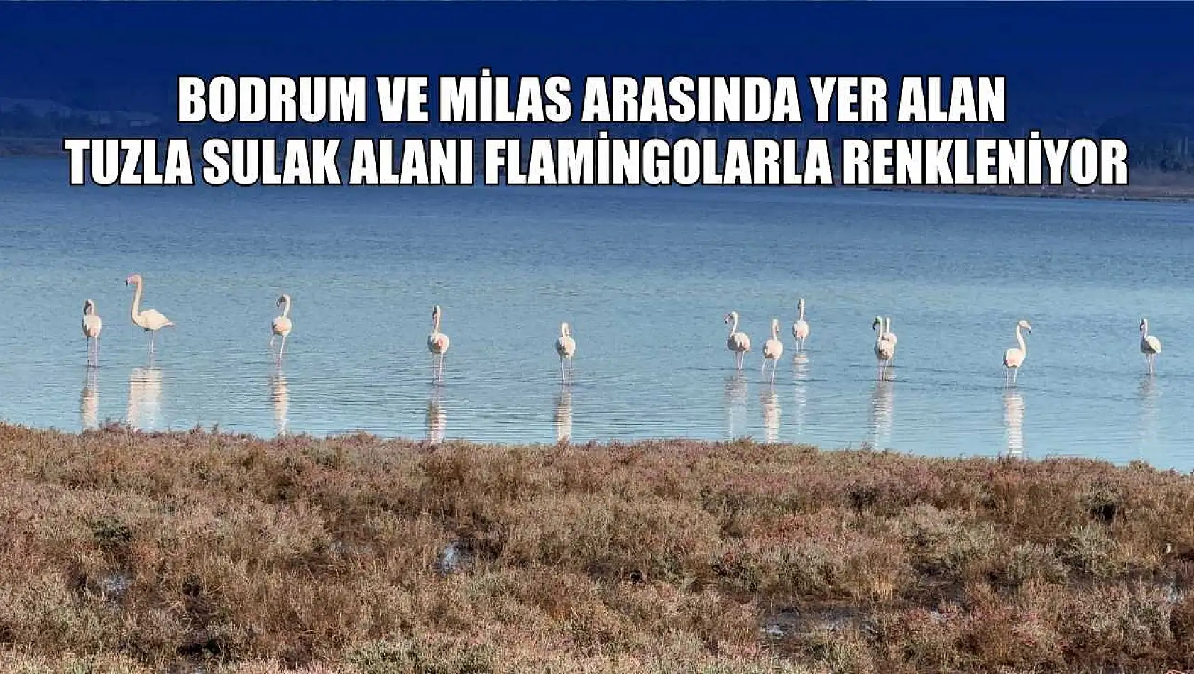 Bodrum ve Milas arasında yer alan Tuzla Sulak Alanı flamingolarla renkleniyor
