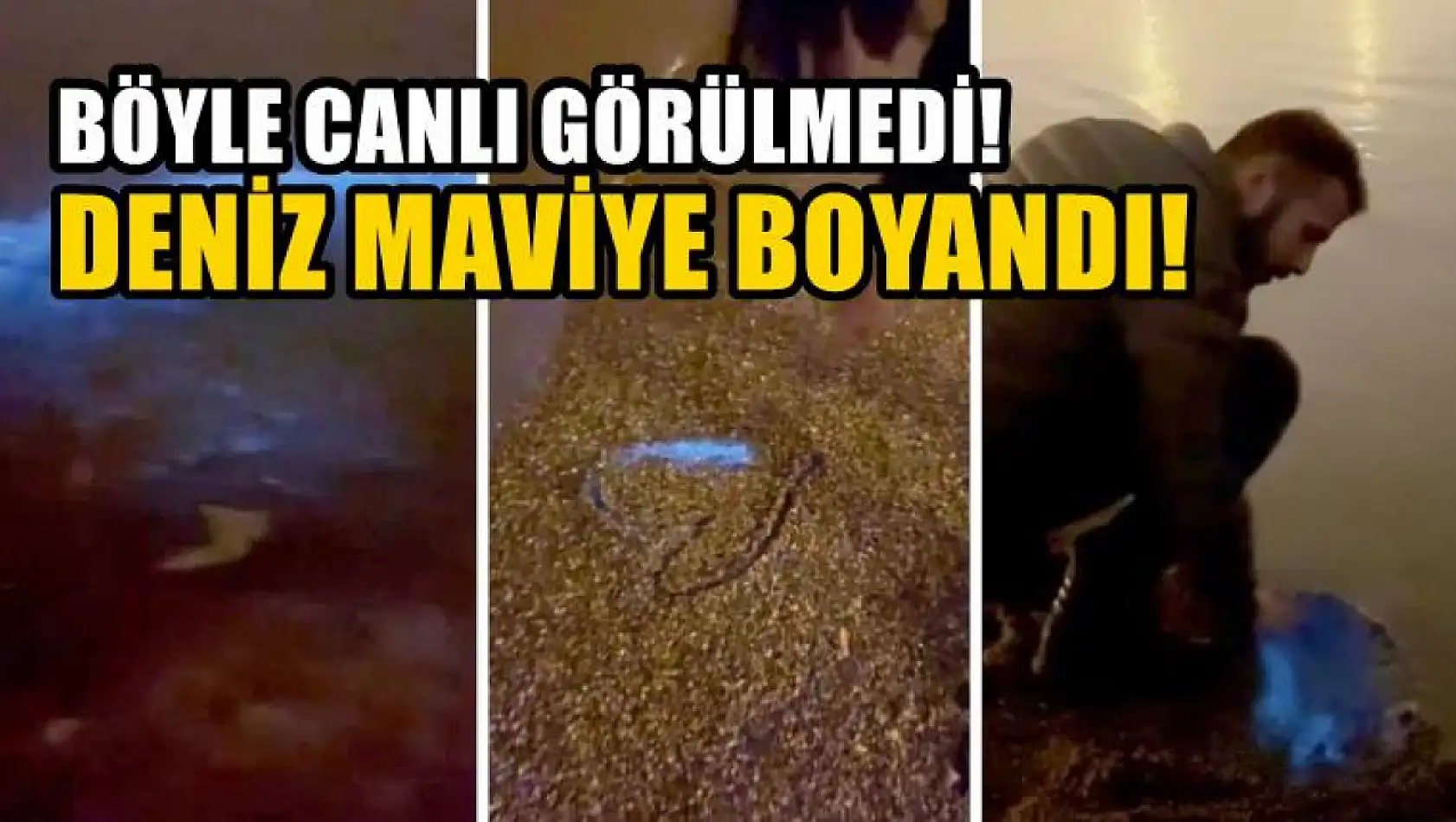 Böyle canlı görülmedi! Deniz maviye boyandı!