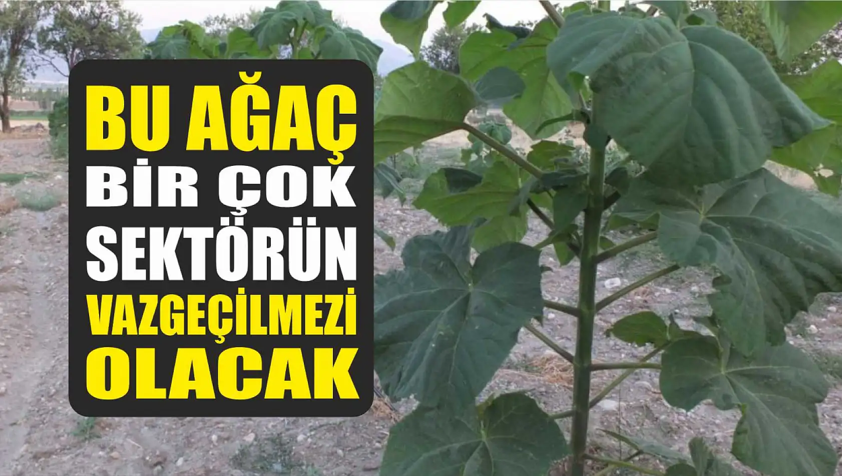 Bu ağaç bir çok sektörün vazgeçilmezi olacak