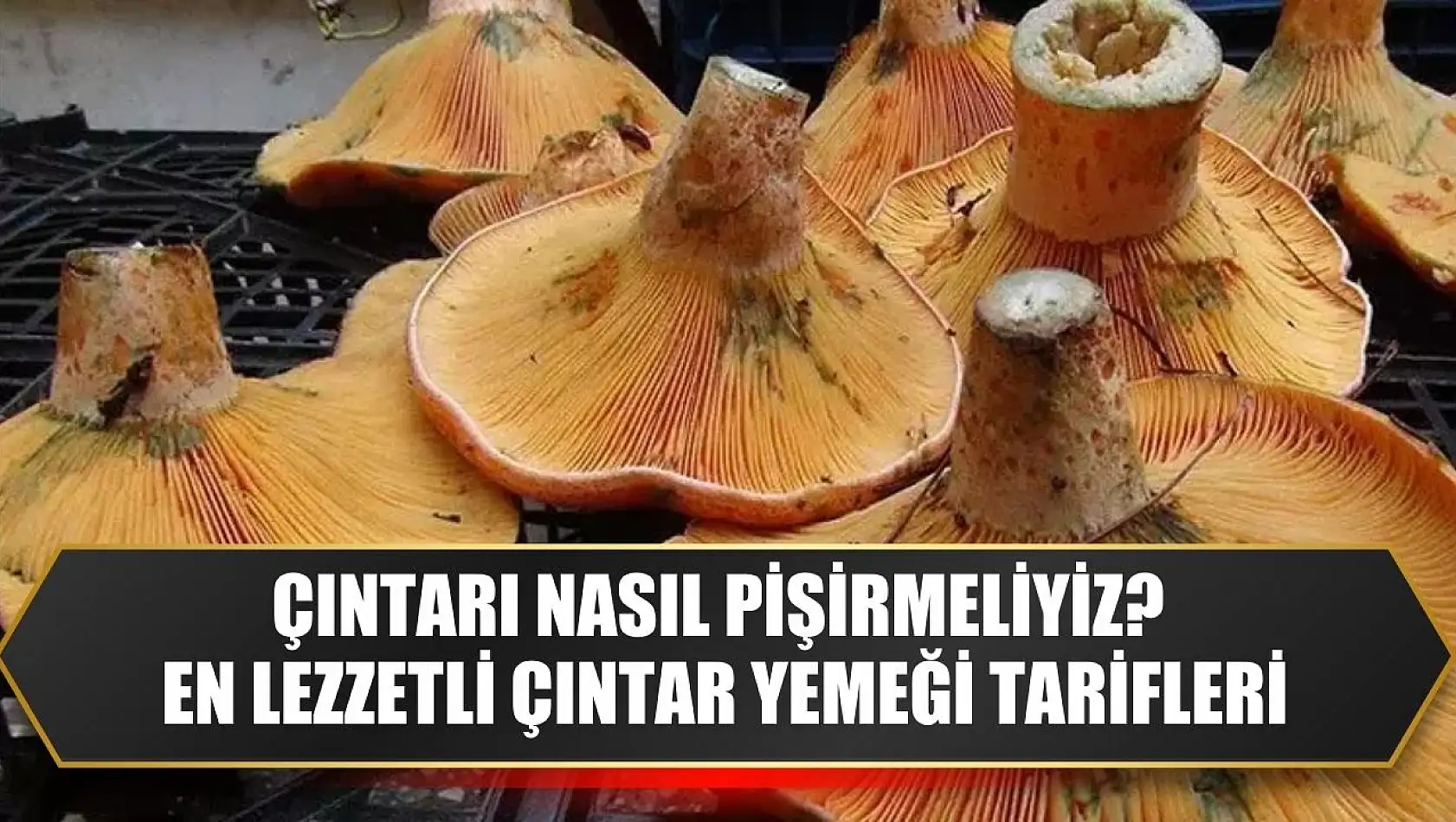 Çıntarı Nasıl Pişirmeliyiz? En Lezzetli Çıntar Yemeği Tarifleri