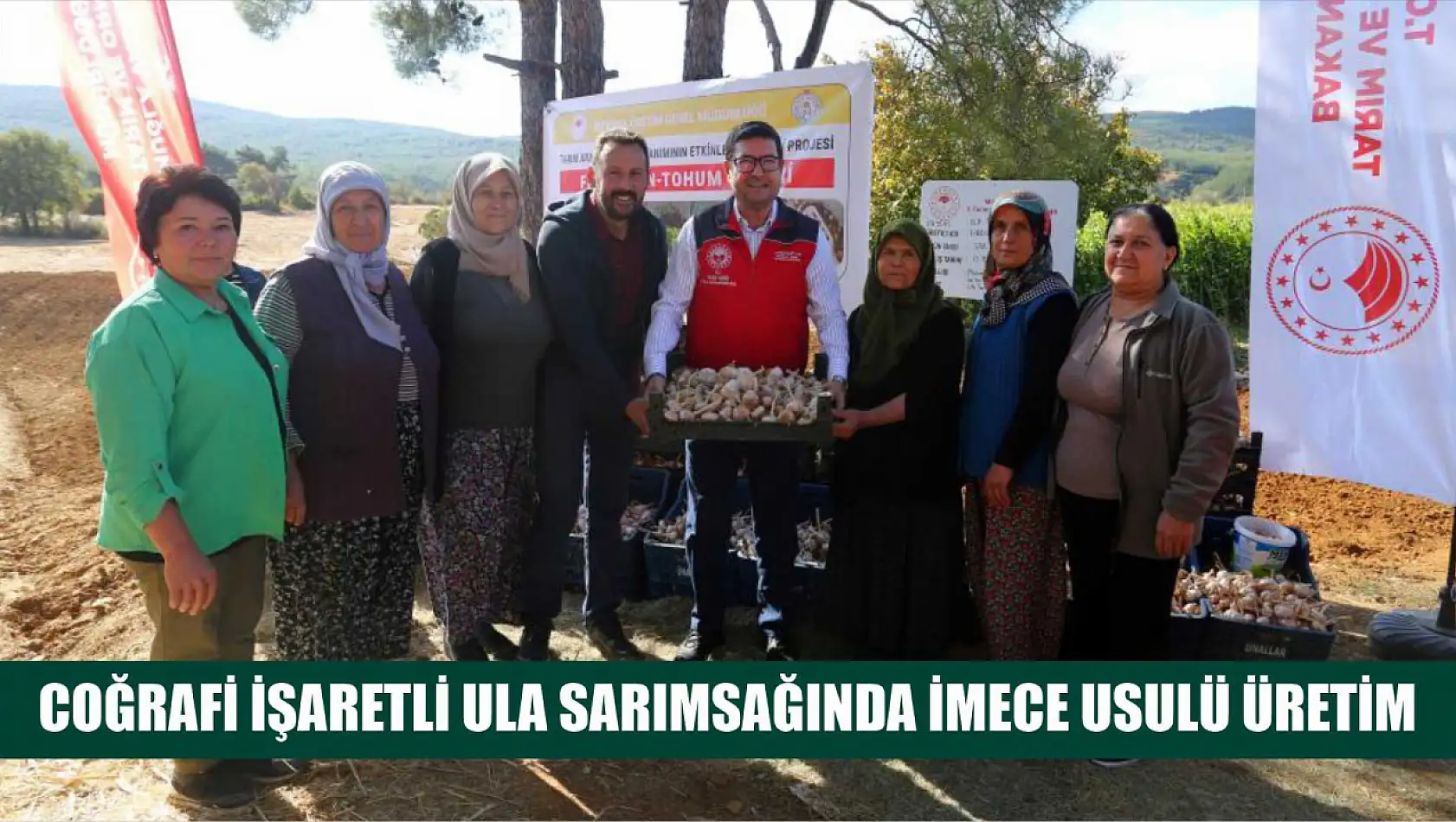 Coğrafi işaretli Ula sarımsağında imece usulü üretim