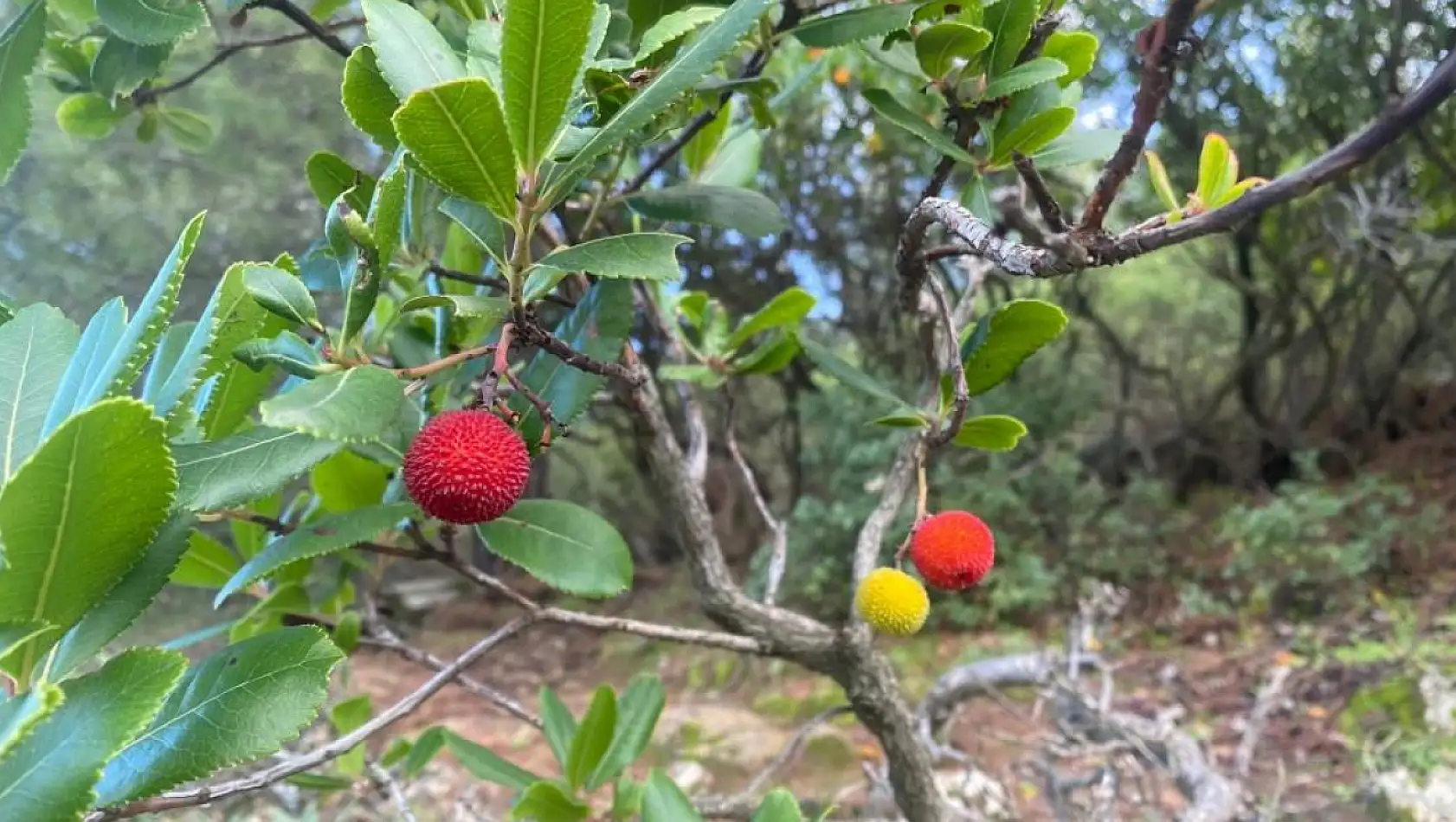 Dağ çileği bolluğu mahalle sakinlerini sevindirdi