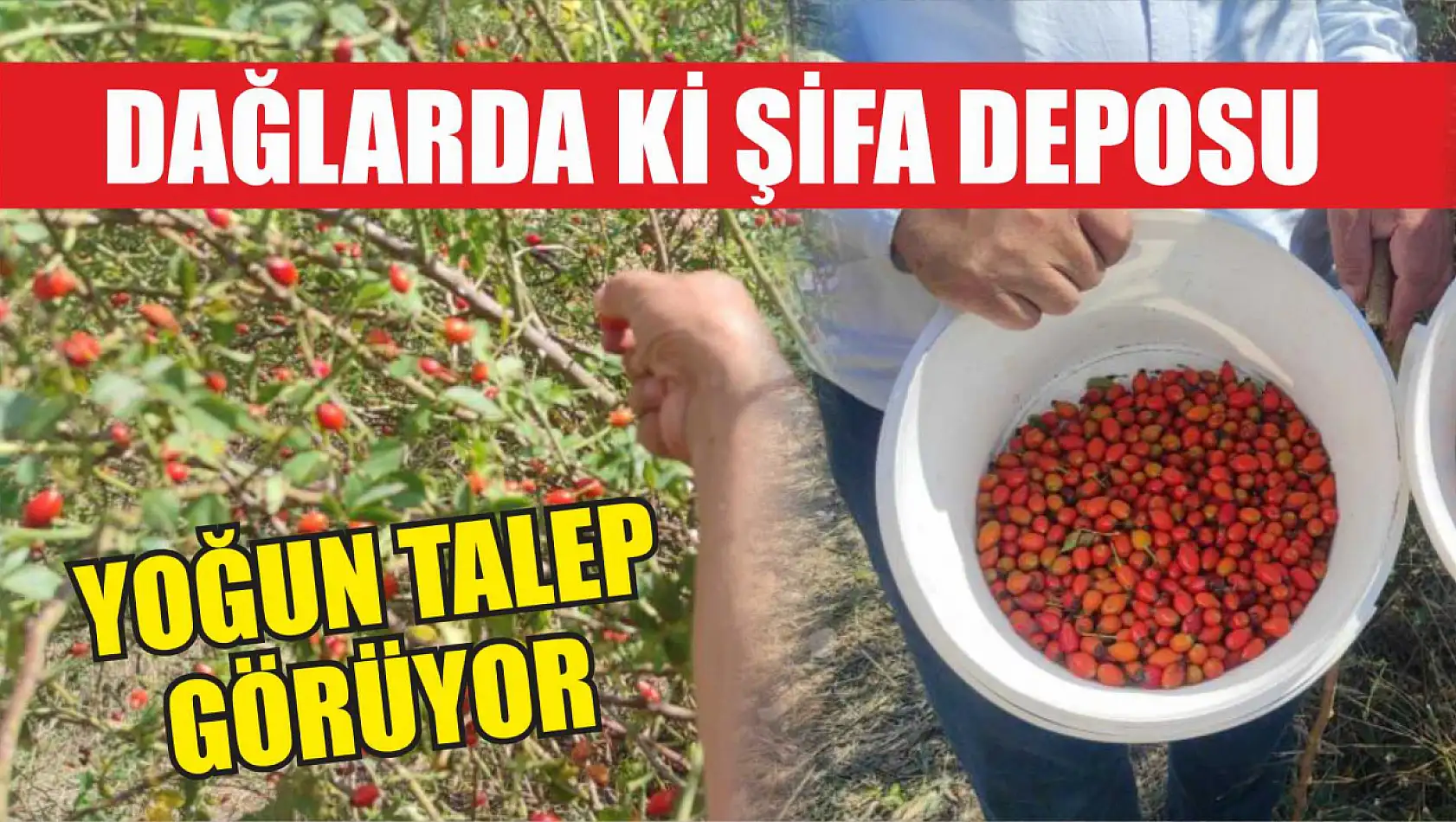 Dağlarda ki şifa deposu, yoğun talep görüyor