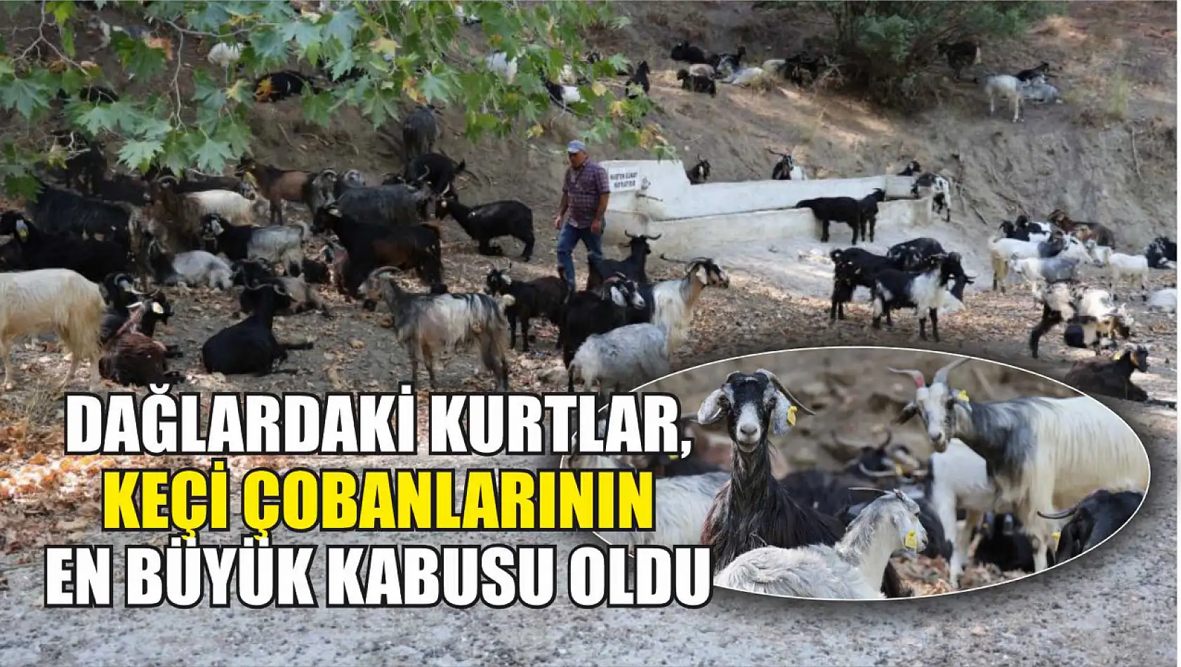 Dağlardaki kurtlar, keçi çobanlarının en büyük kabusu oldu