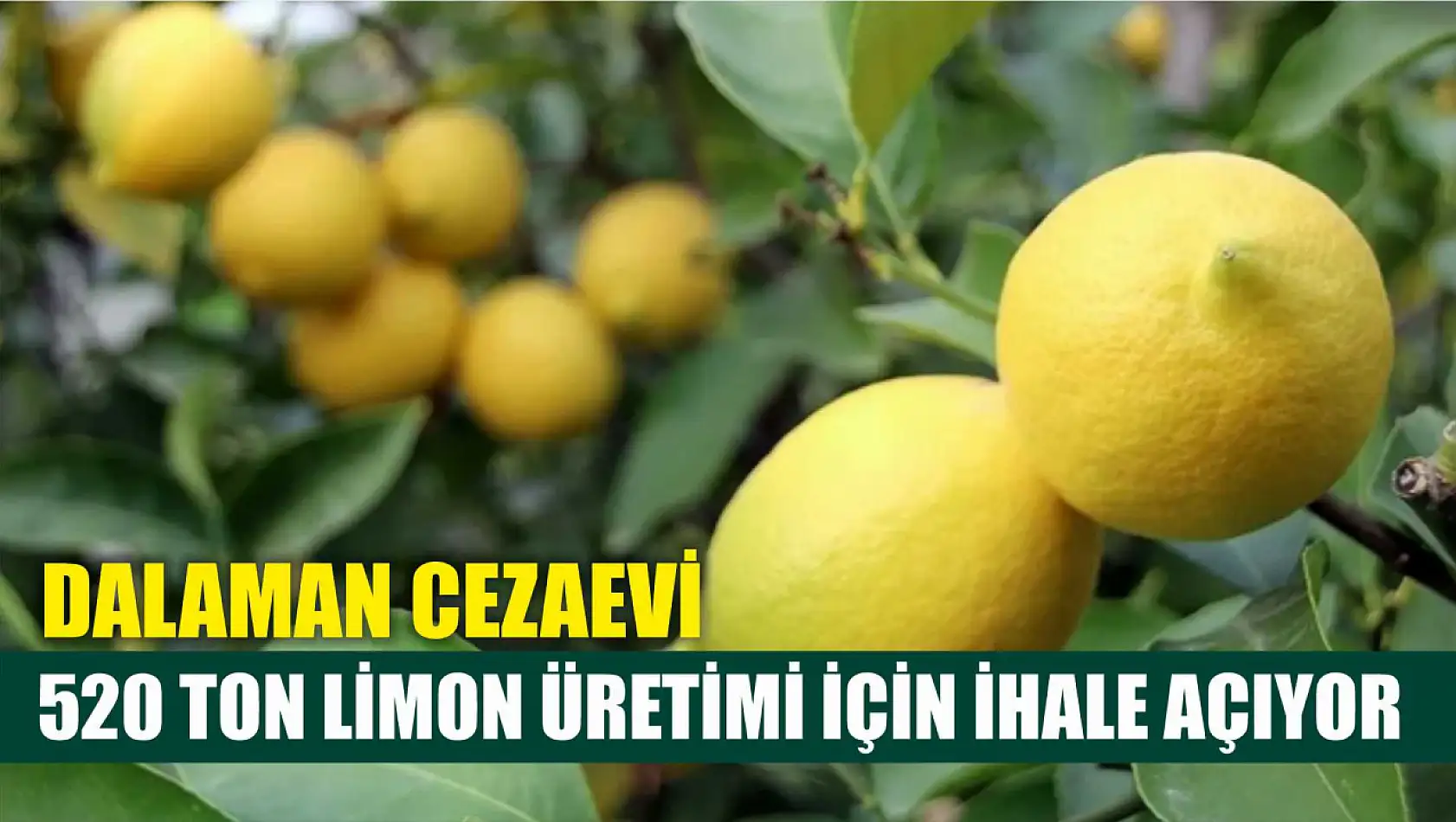 Dalaman Cezaevi, 520 Ton Limon Üretimi İçin İhale Açıyor