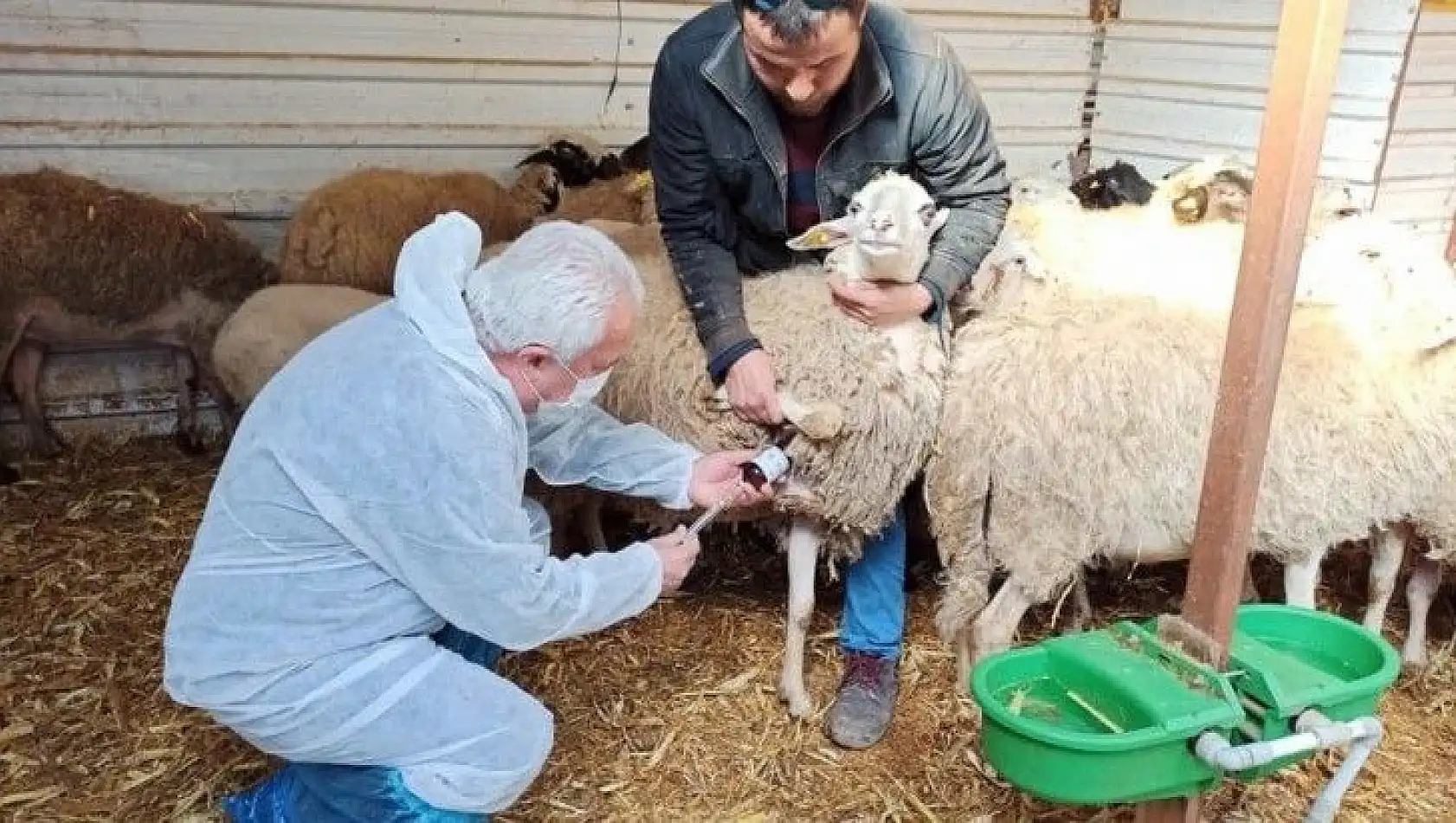 Dalaman'da bir çiftlik karantinaya alındı