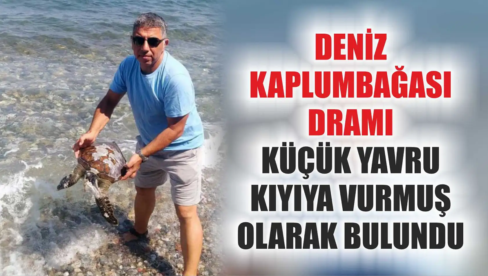 Deniz Kaplumbağası Dramı: Küçük Yavru Kıyıya Vurmuş Olarak Bulundu