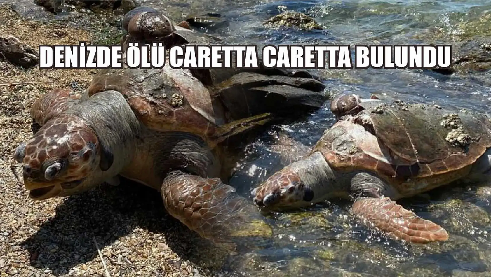 Denizde ölü caretta caretta bulundu