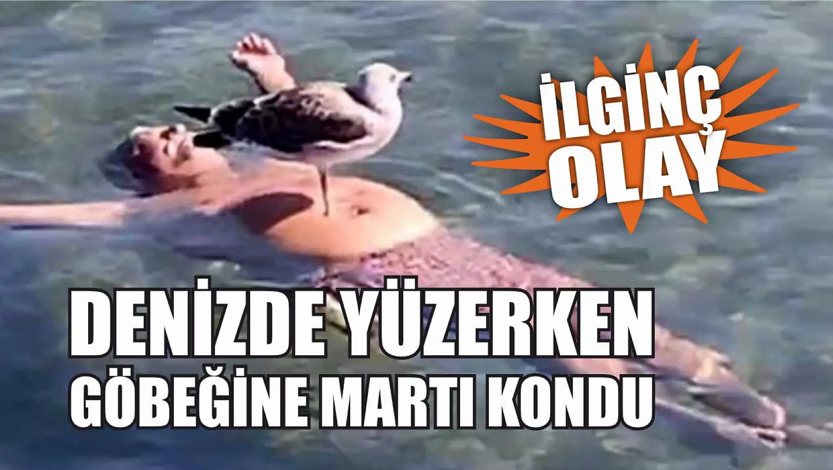 Denizde yüzen kişinin göbeğine martı kondu