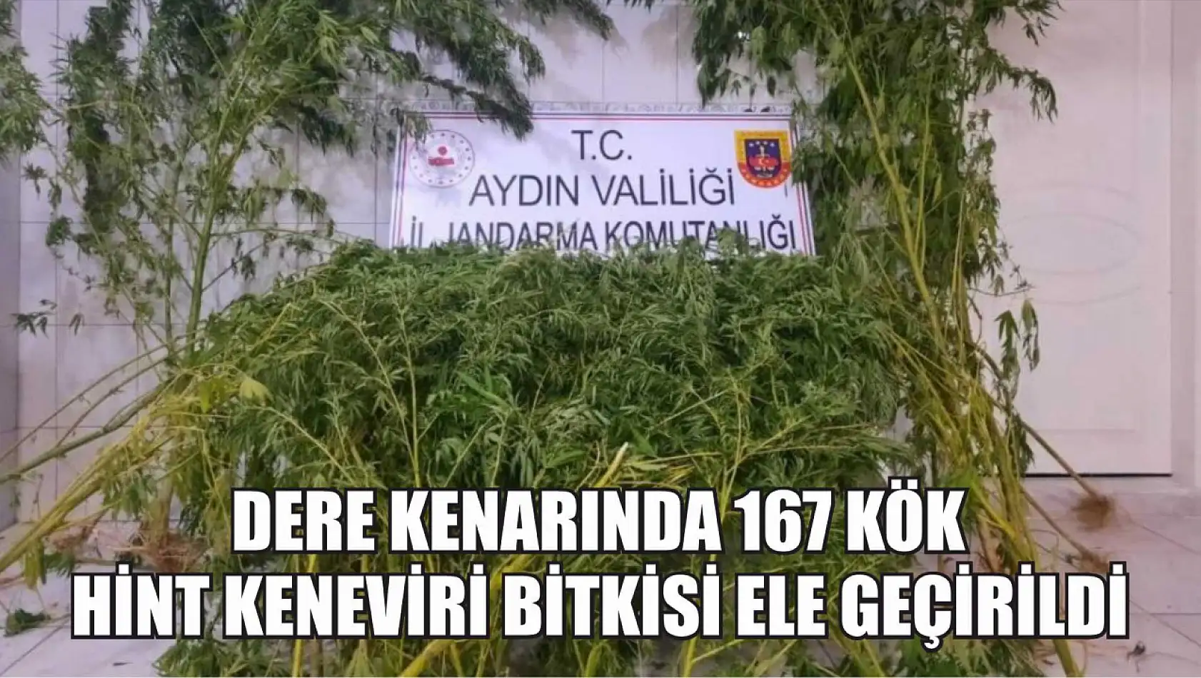 Dere kenarında 167 kök hint keneviri bitkisi ele geçirildi