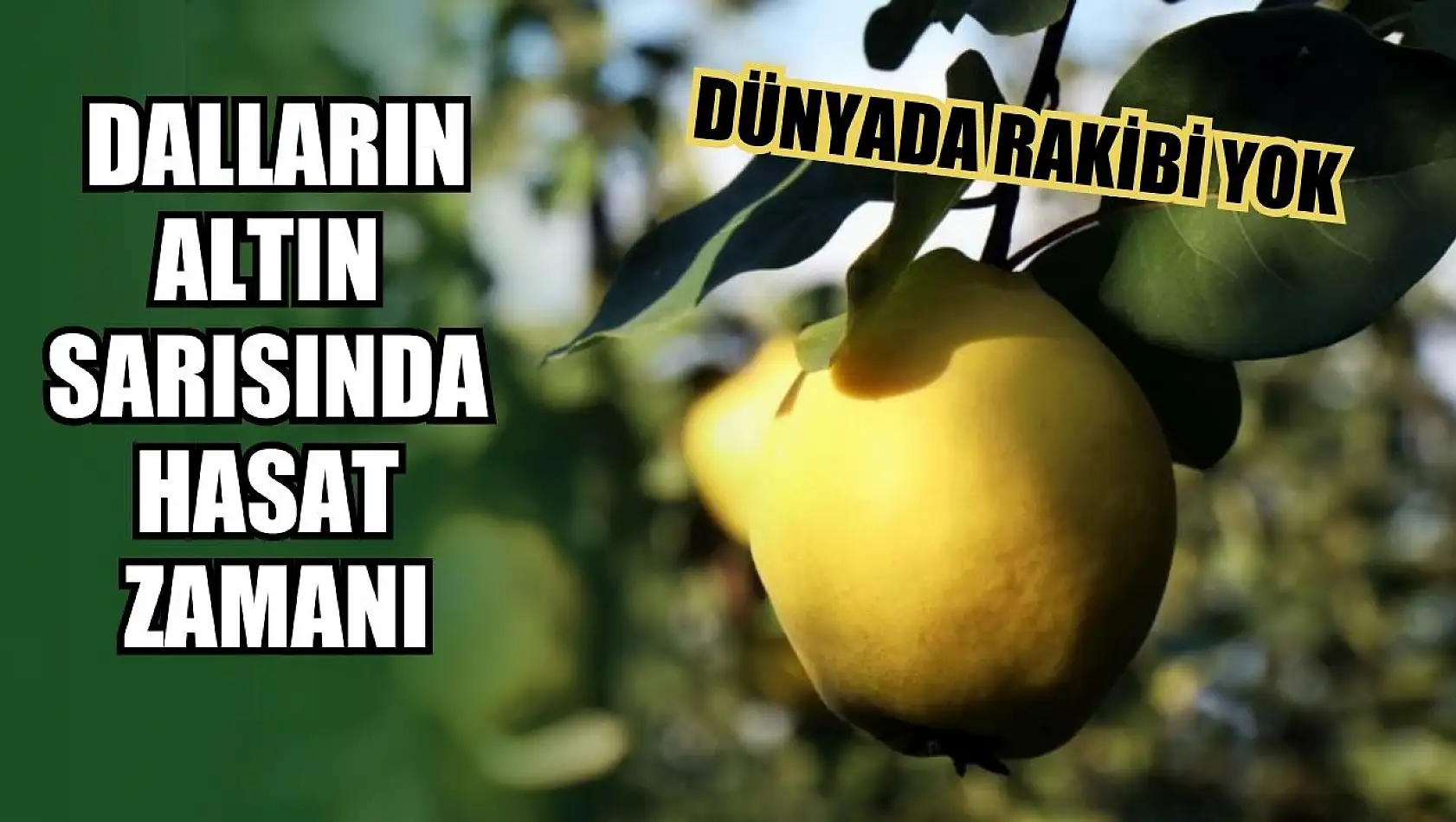 Dünyada rakibi yok: Dalların altın sarısında hasat zamanı