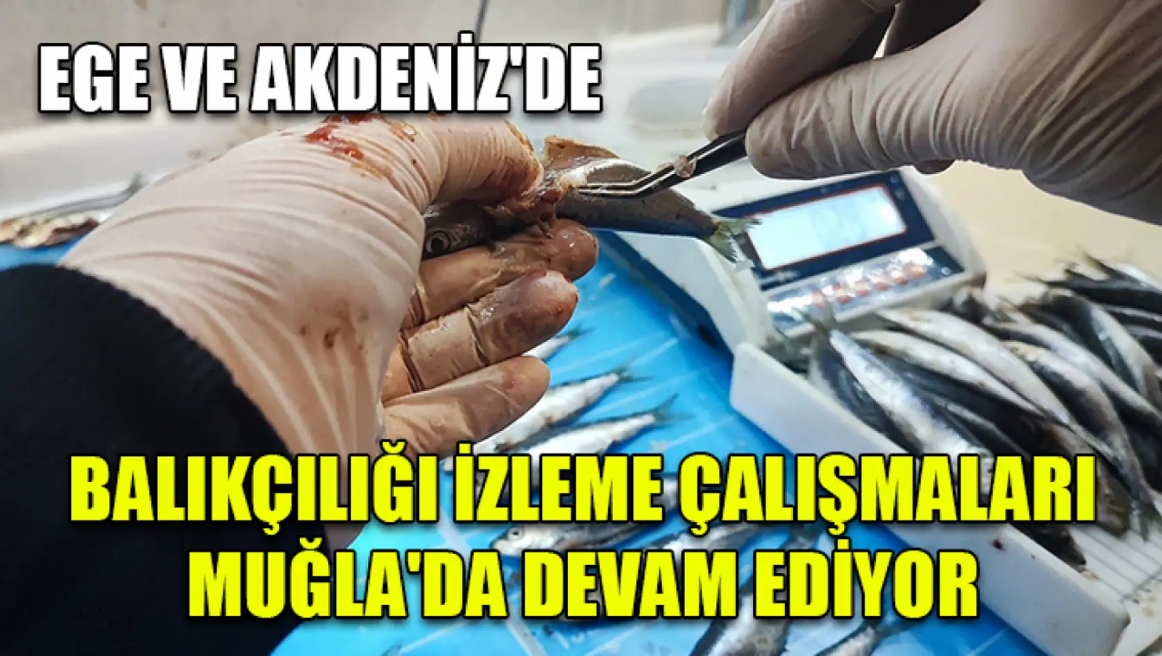 Ege ve Akdeniz'de balıkçılığı izleme çalışmaları Muğla'da devam ediyor