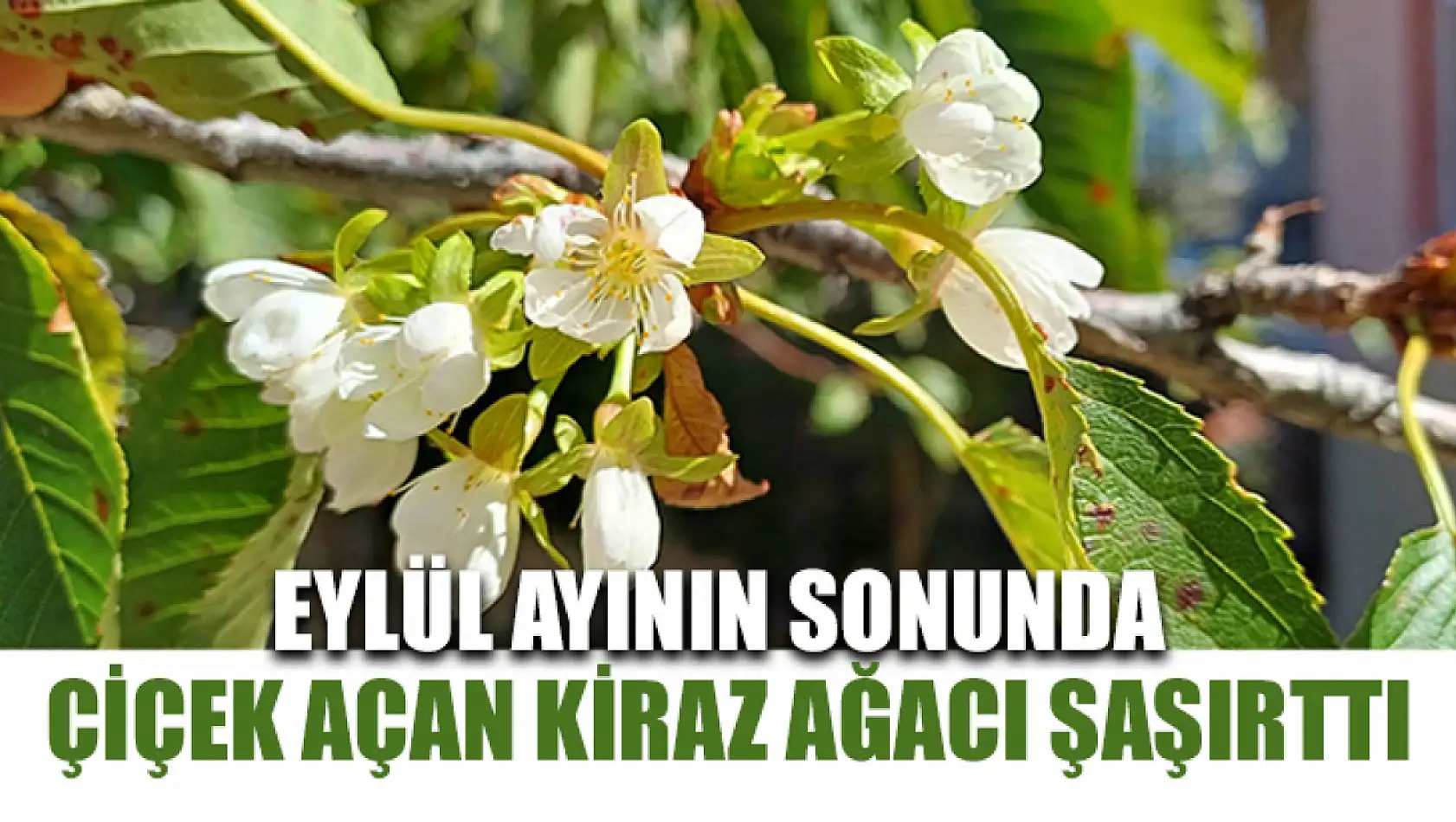 Eylül ayının sonunda çiçek açan kiraz ağacı şaşırttı