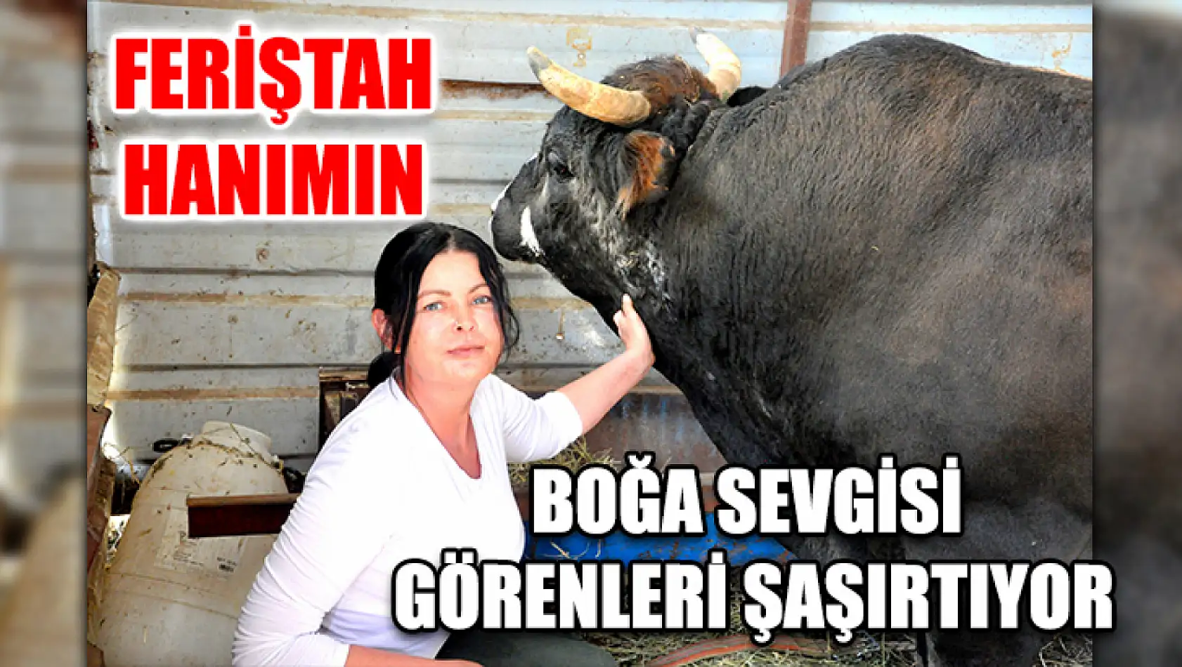 Feriştah Hanımın Boğa Sevgisi Görenleri Şaşırtıyor