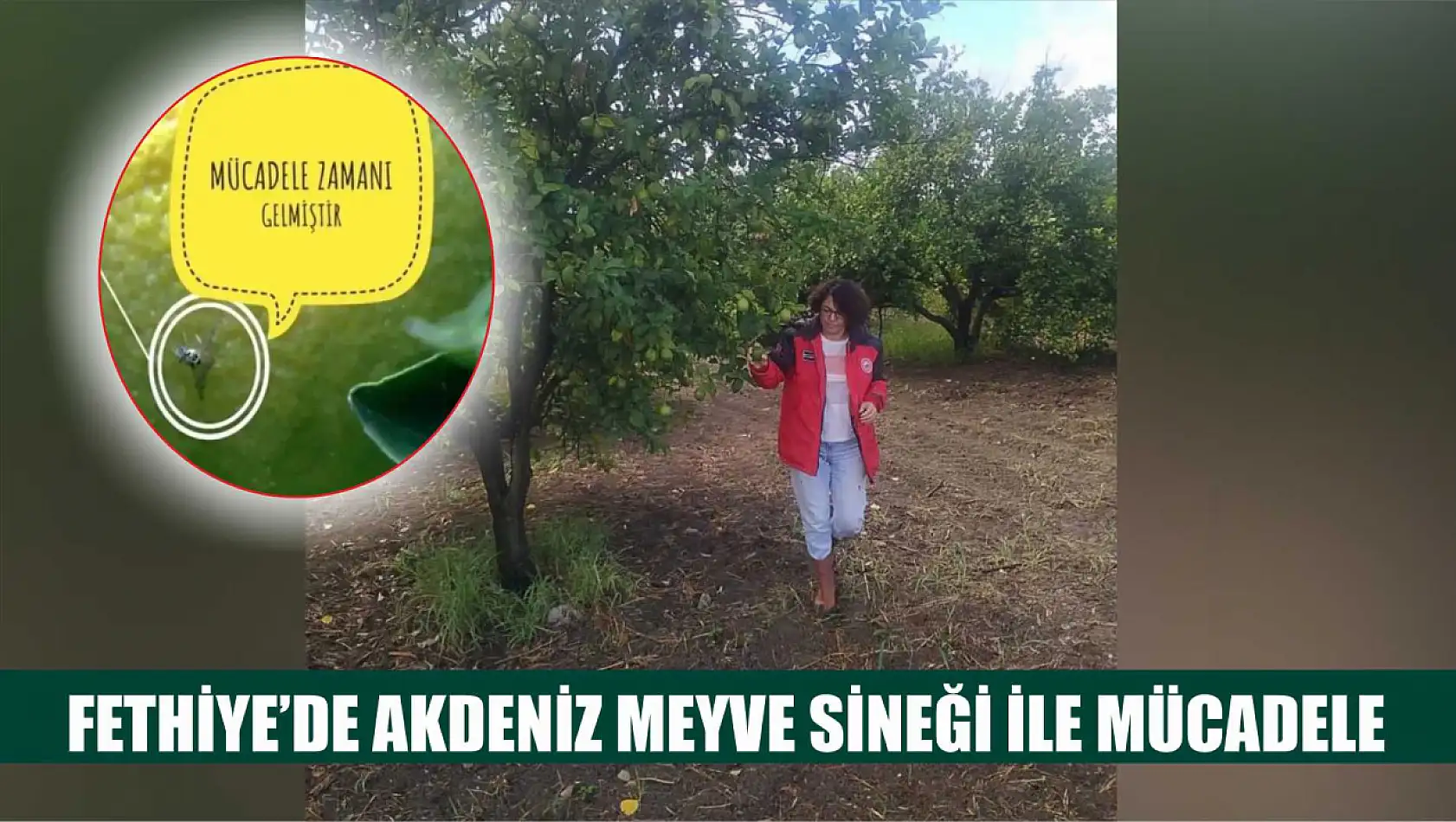 Fethiye'de Akdeniz Meyve Sineği ile mücadele