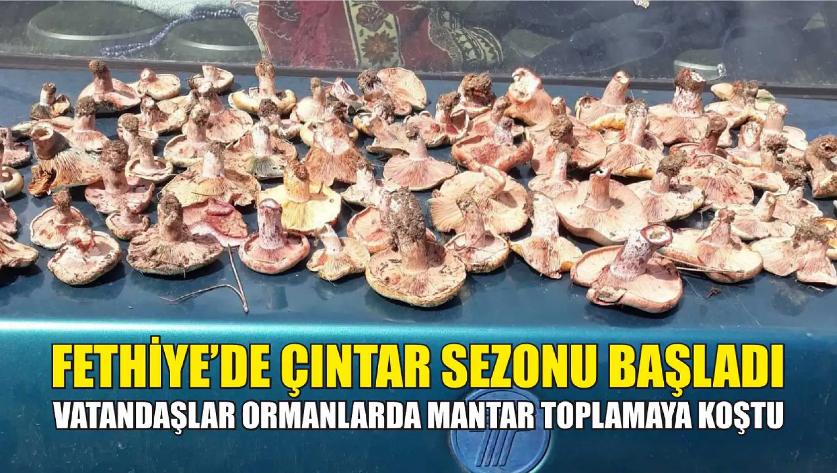 Fethiye'de Çıntar Sezonu Başladı…  Vatandaşlar Ormanlarda Mantar Toplamaya Koştu