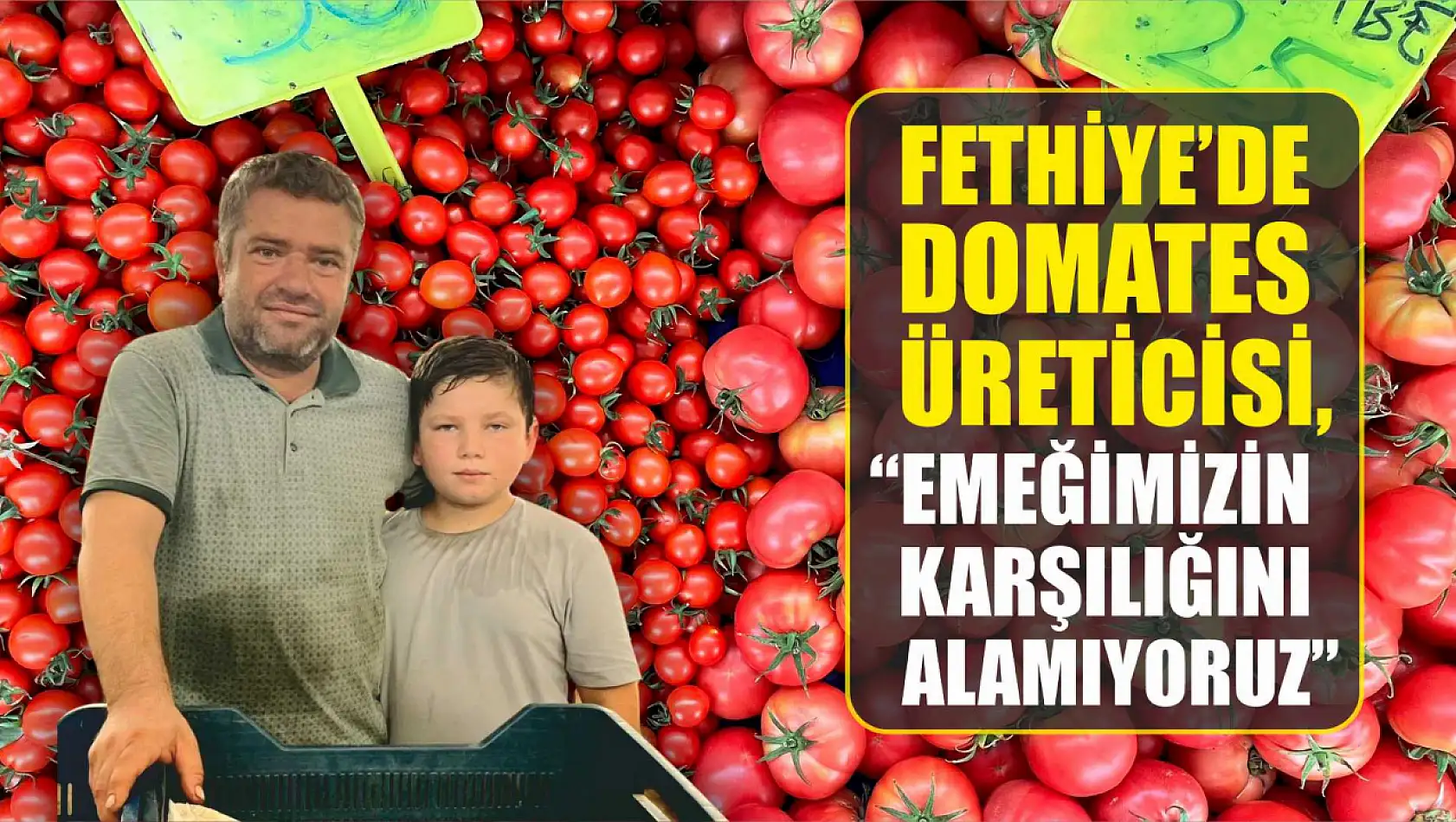 Fethiye'de Domates Üreticisi, 'Emeğimizin Karşılığını Alamıyoruz'