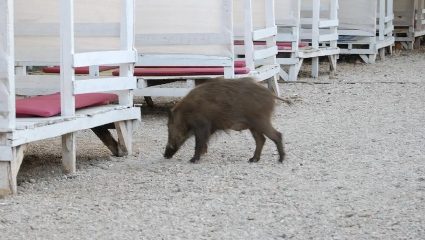 Fethiye'de domuz yavruları plaja indi