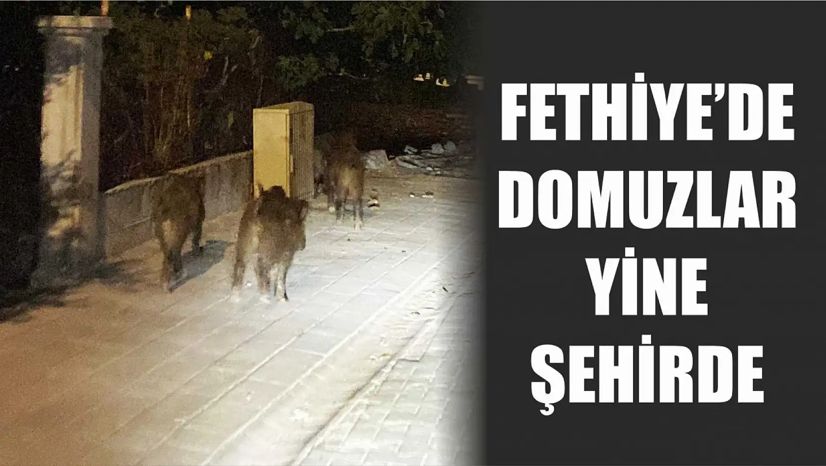 Fethiye'de Domuzlar Yine Şehirde