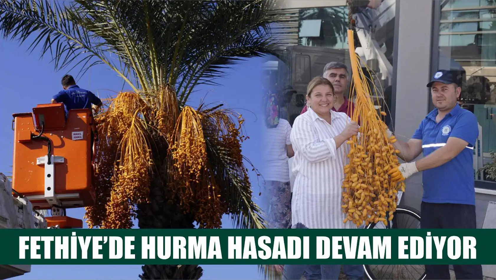 Fethiye'de hurma hasadı devam ediyor