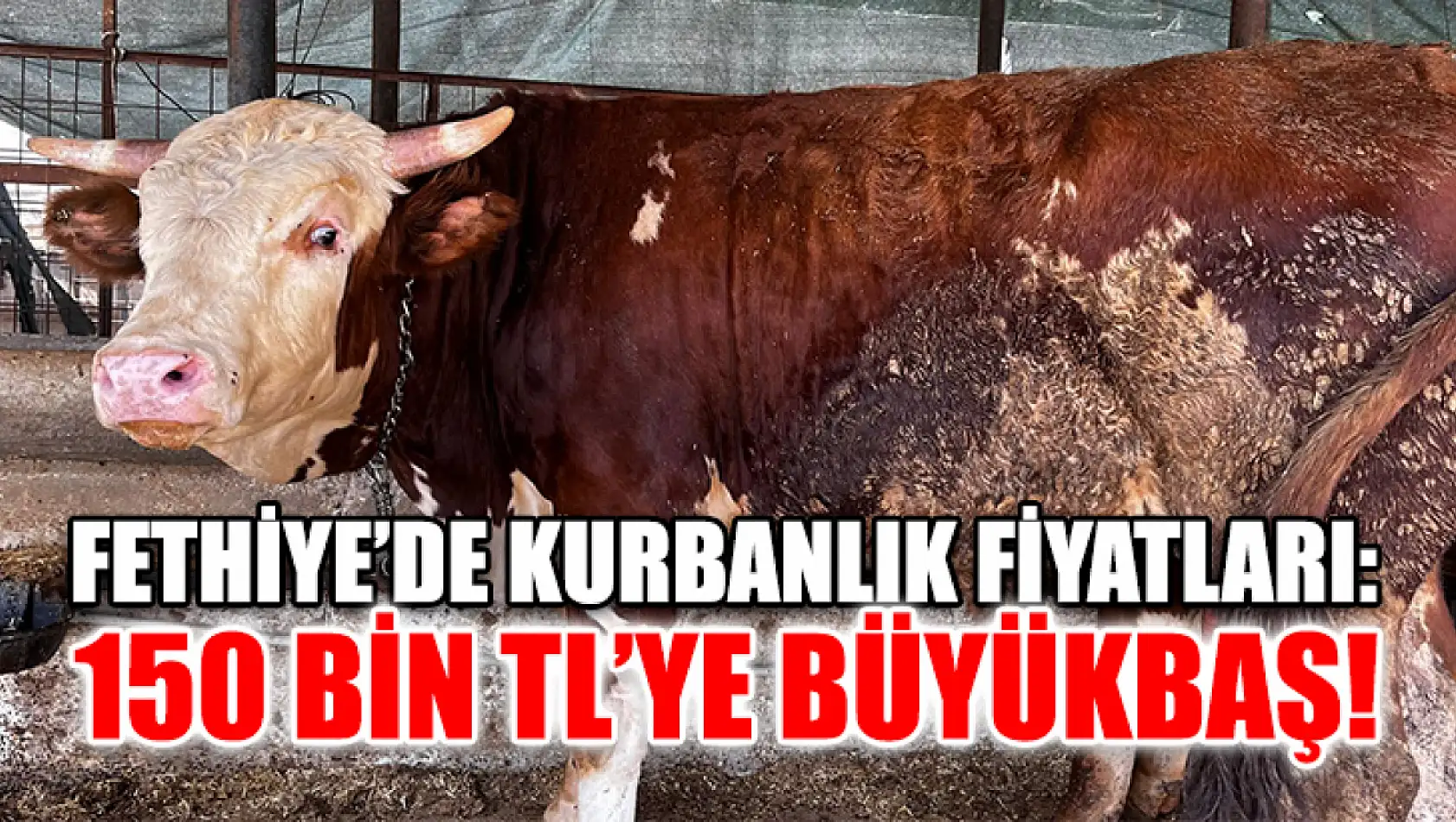 Fethiye'de kurbanlık fiyatları: 150 bin TL'ye büyükbaş!