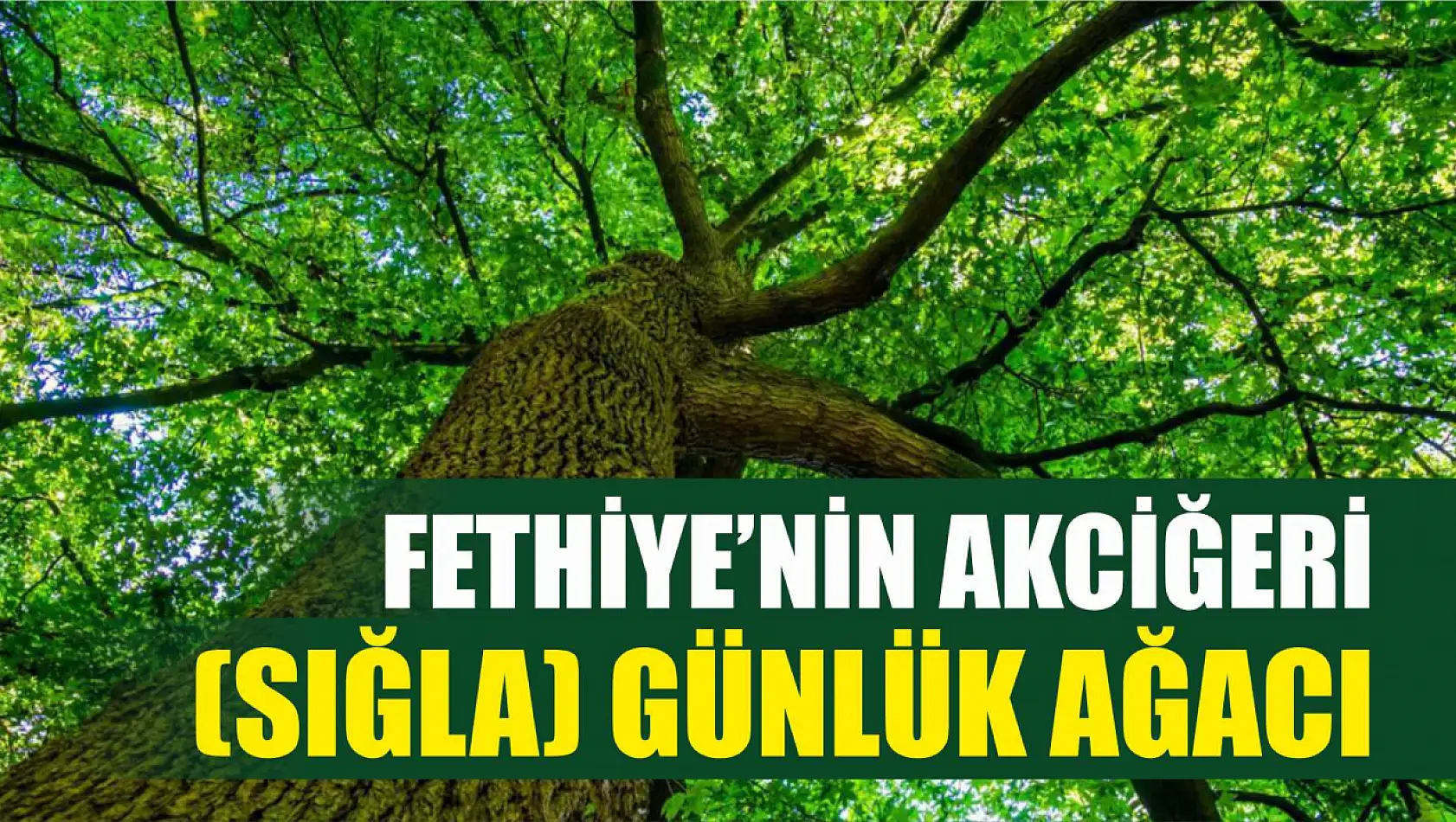 Fethiye'nin Akciğeri (Sığla) Günlük Ağacı