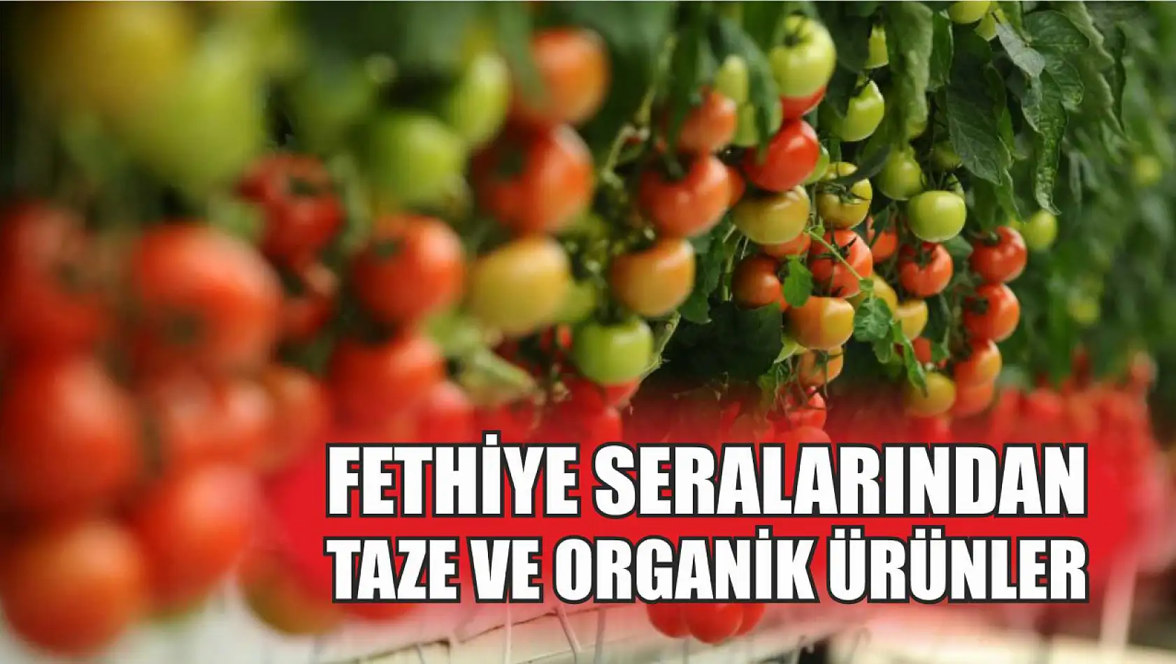 Fethiye Seralarından Taze ve Organik Ürünler