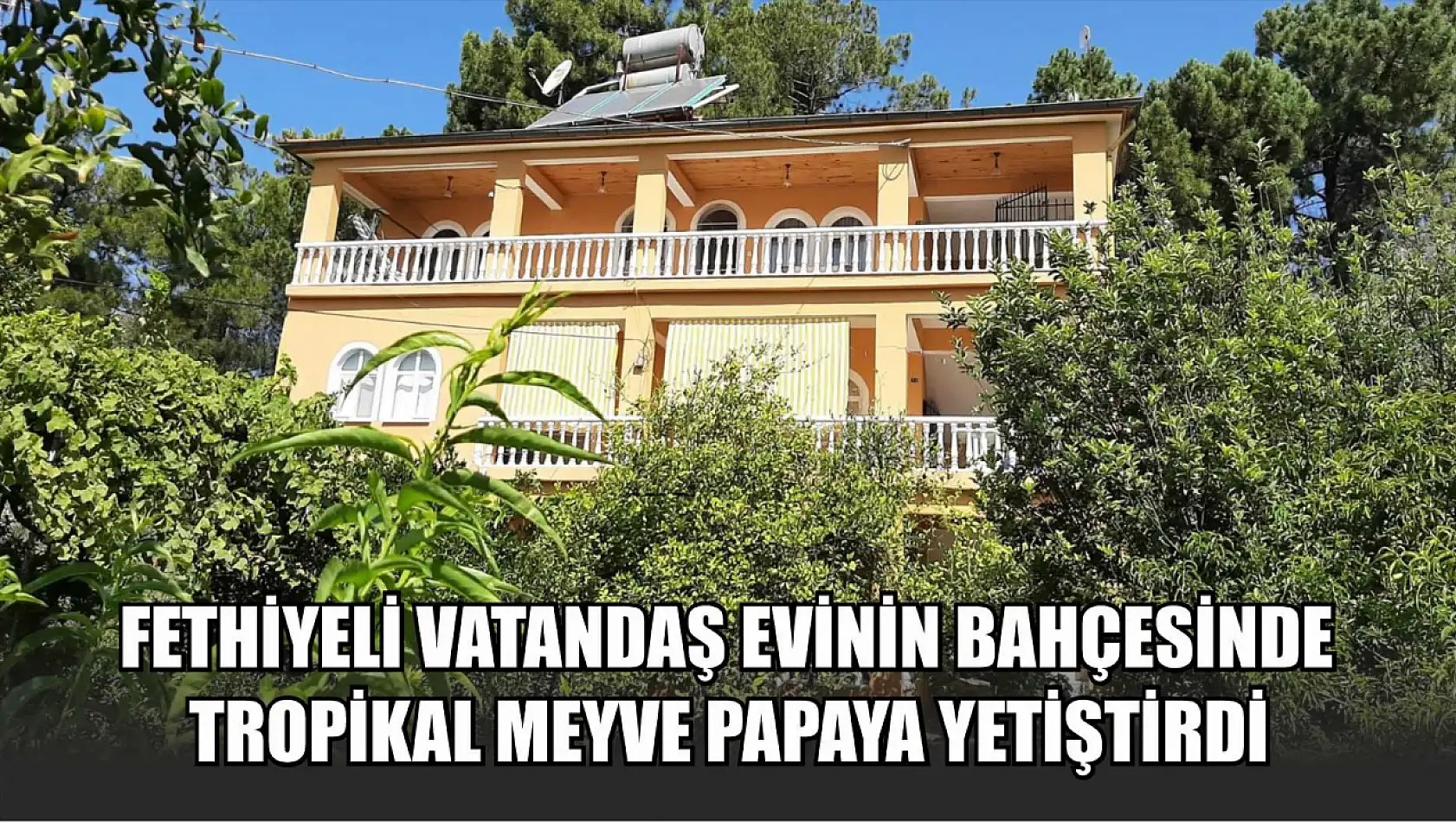 Fethiyeli vatandaş evinin bahçesinde tropikal meyve Papaya yetiştirdi