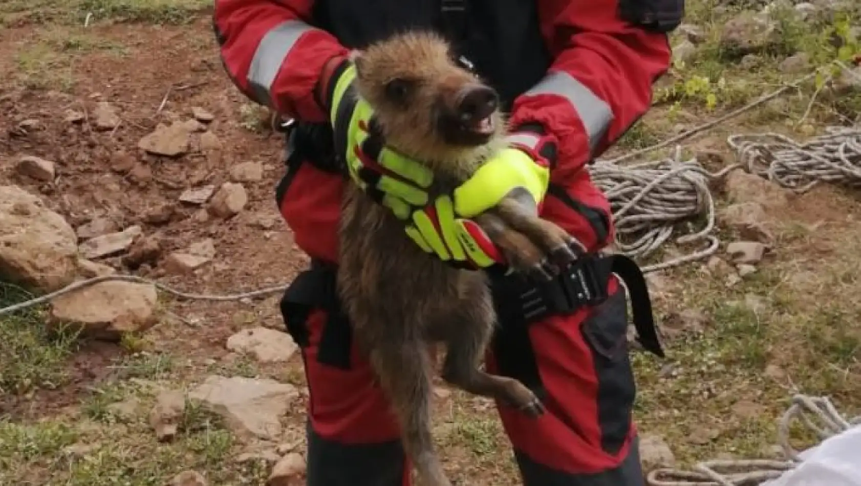 Muğla'da sulama kanalına düşen köpek ve kuyuya düşen domuz yavrusu kurtarıldı