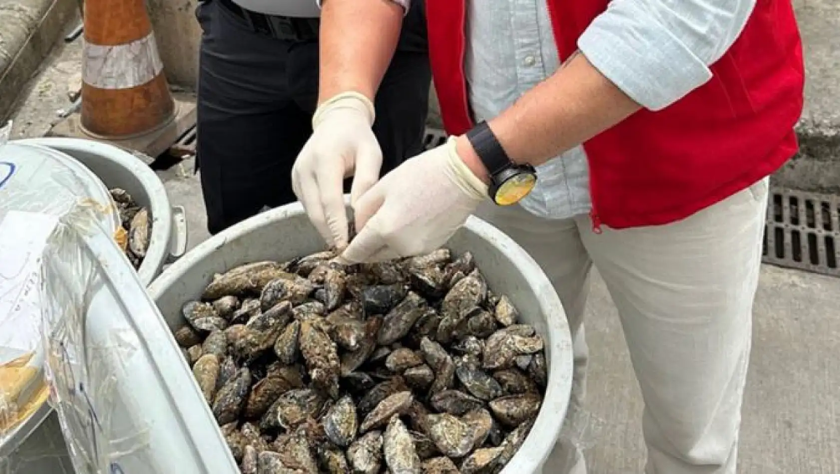 Muğla'da otobüsün bagajındaki 100 kilo midyeye el konuldu