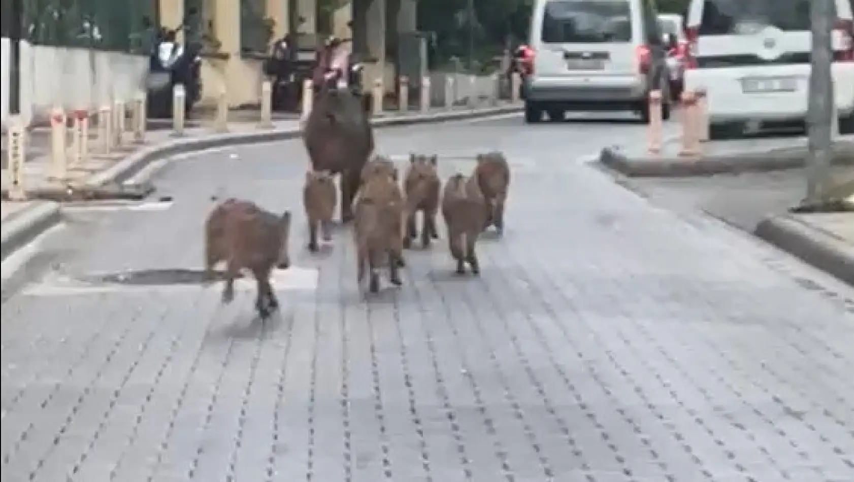 Marmaris'te yaban domuzu istilası