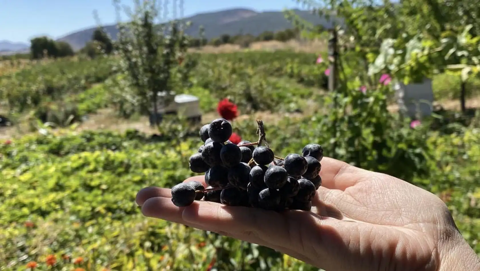 Kalbine Şifa Buldu, 1200 Fidan Aronya Bahçesi Kurdu