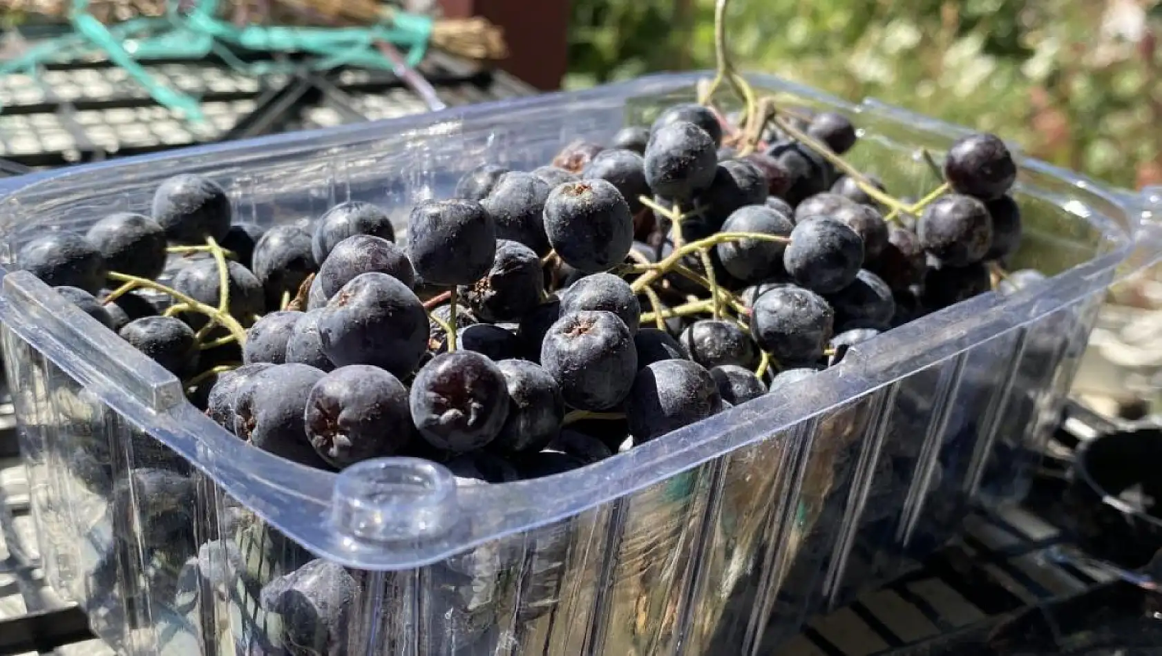 Kalbine Şifa Buldu, 1200 Fidan Aronya Bahçesi Kurdu