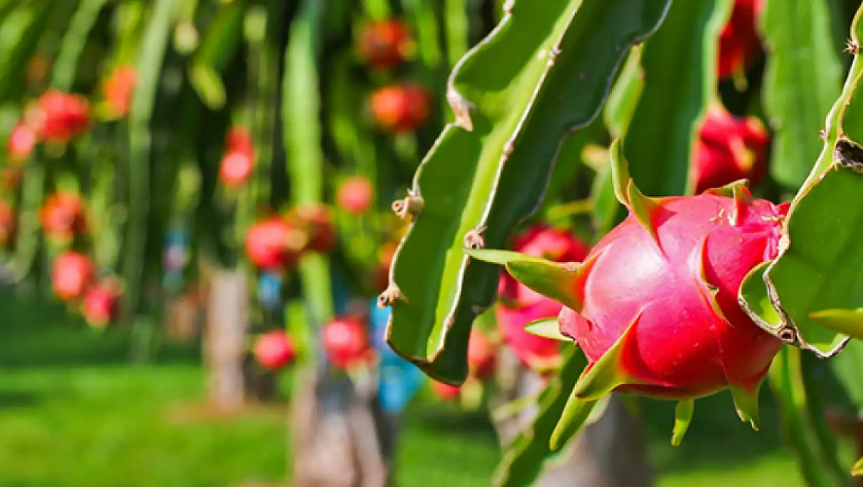 Fethiye'de Ejder Meyvesi Hasadı Başladı: Kilosu 200 TL