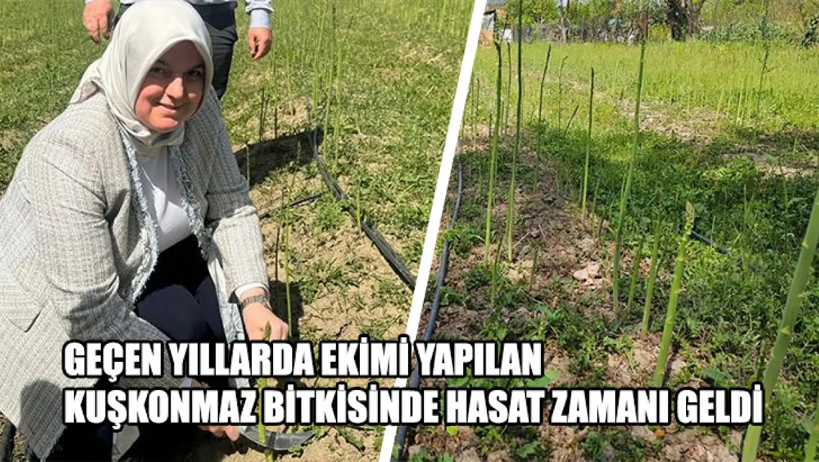 Geçen Yıllarda Ekimi Yapılan Kuşkonmaz Bitkisinde Hasat Zamanı Geldi