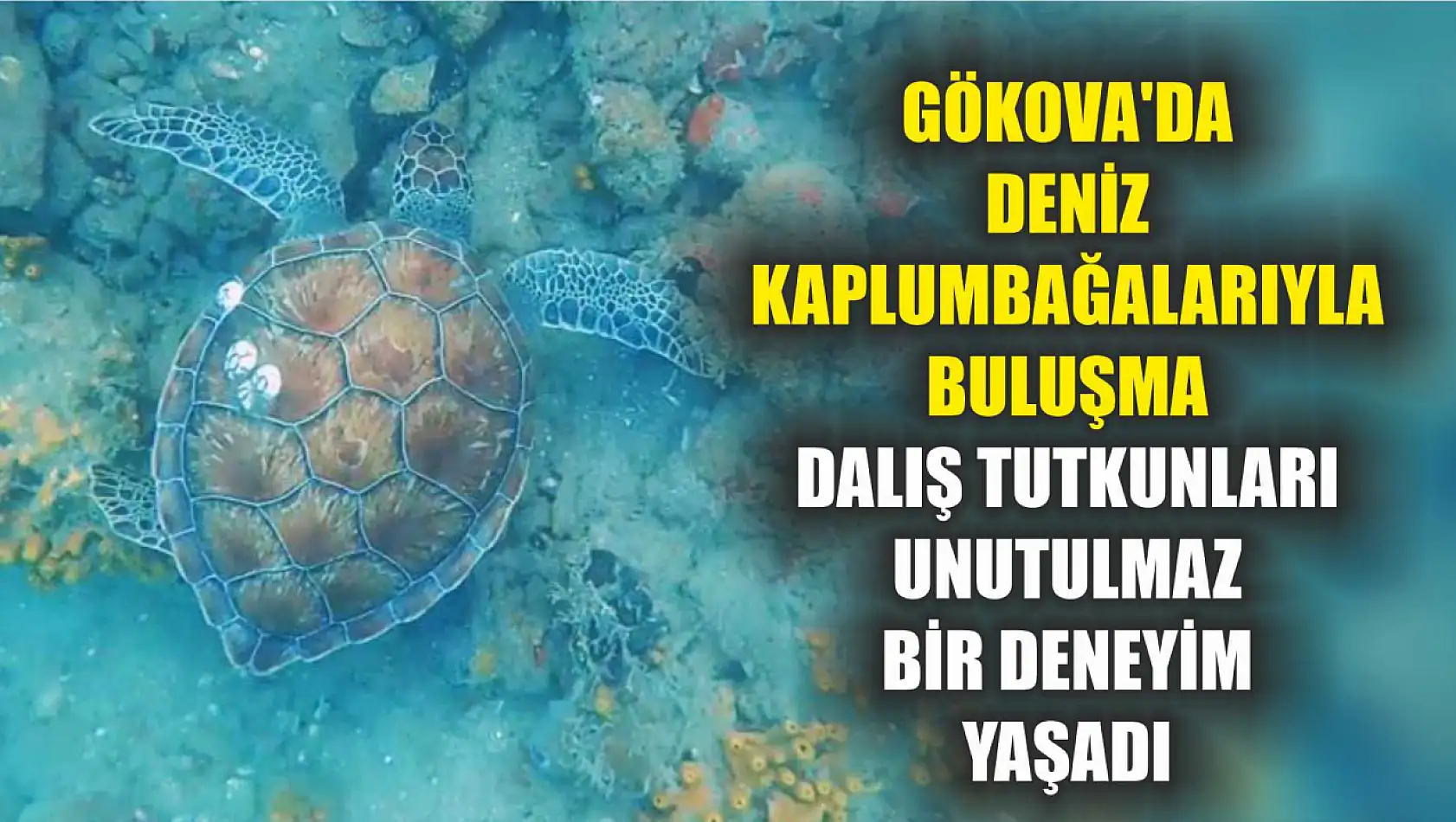 Gökova'da Deniz Kaplumbağalarıyla Buluşma: Dalış Tutkunları Unutulmaz Bir Deneyim Yaşadı