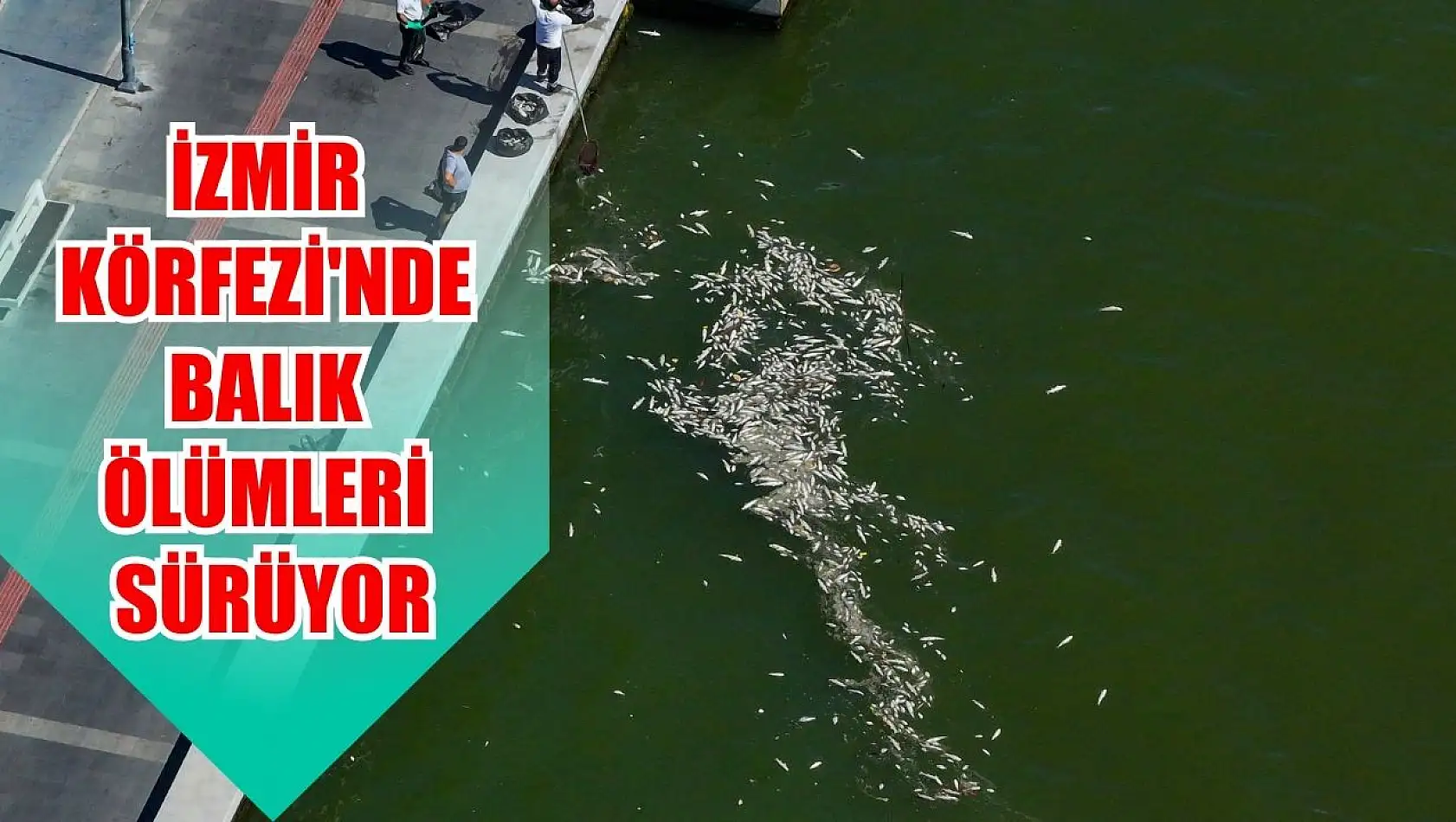 İzmir Körfezi'nde balık ölümleri sürüyor