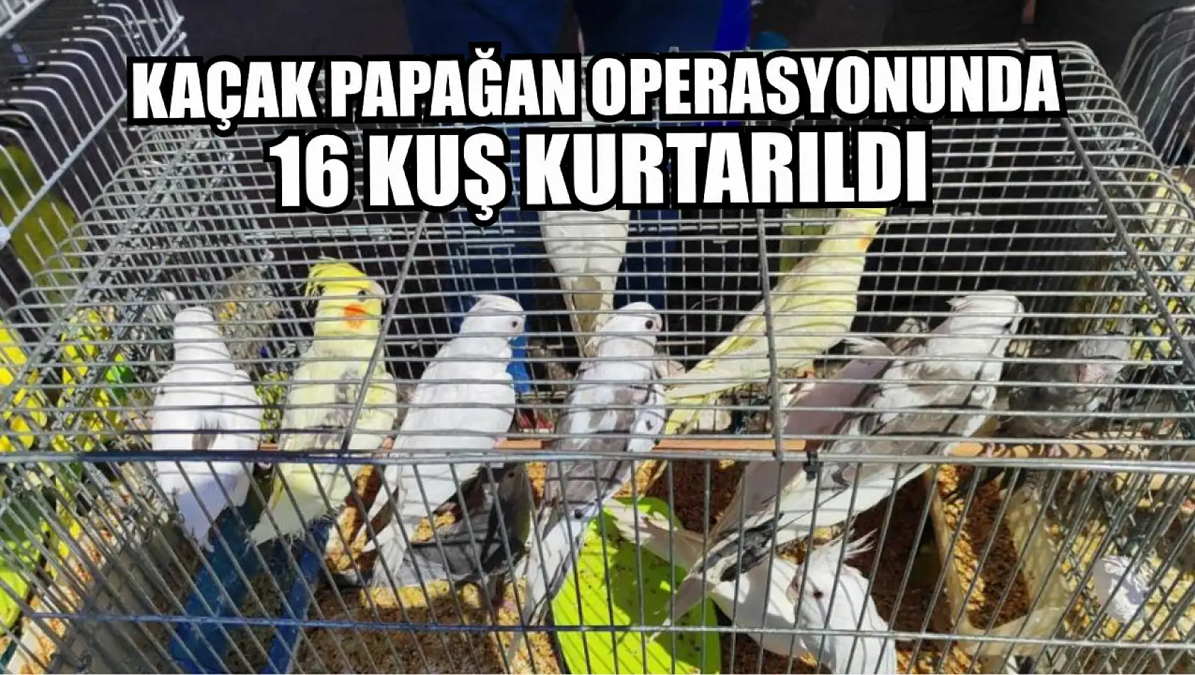 Kaçak papağan operasyonunda 16 kuş kurtarıldı