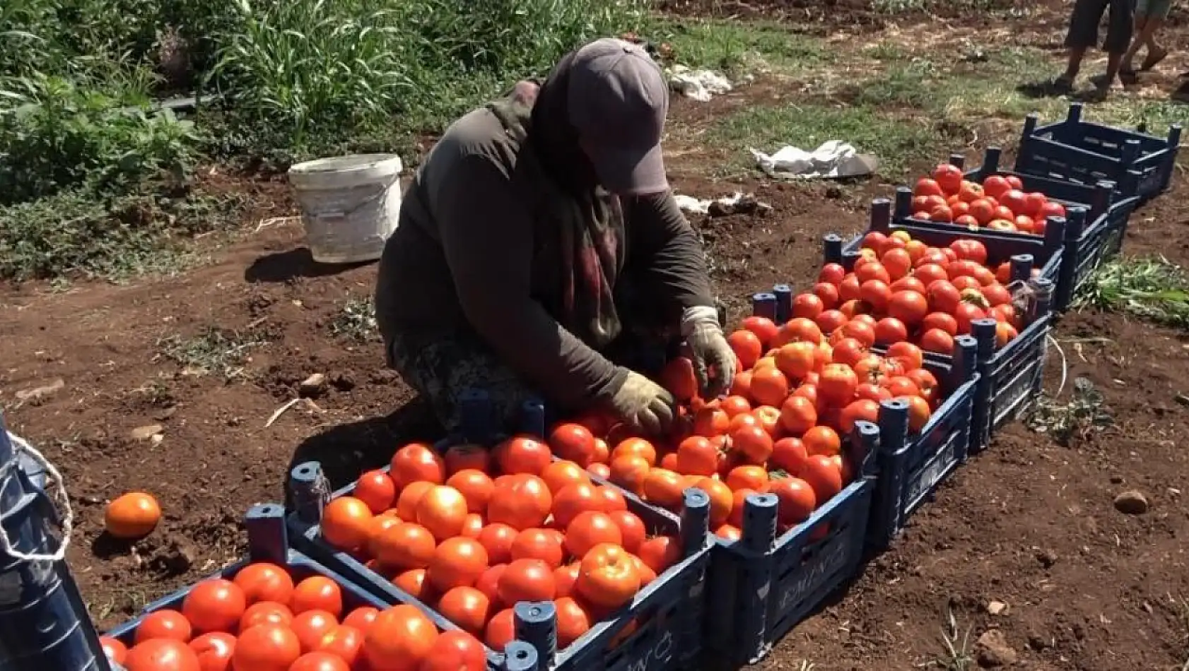 Kadınların domates hasadı başladı