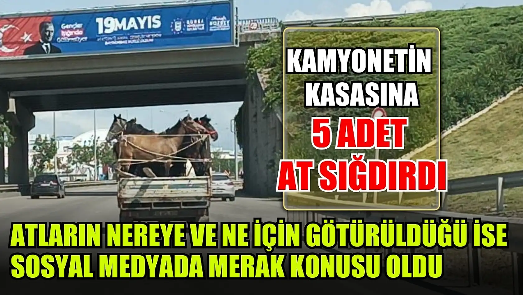 Kamyonetin kasasına 5 adet at sığdırdı