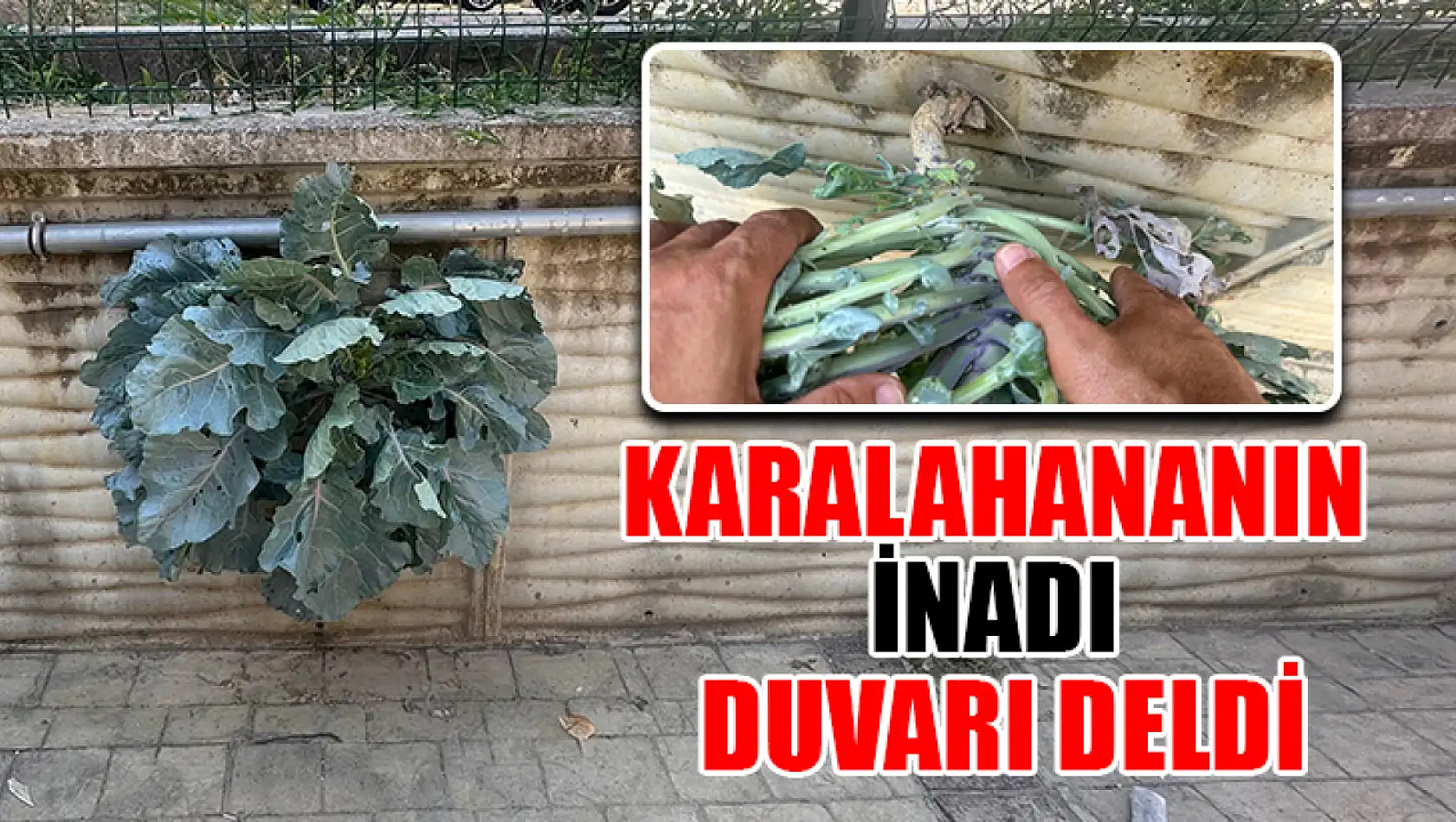 Karalahananın İnadı Duvarı Deldi