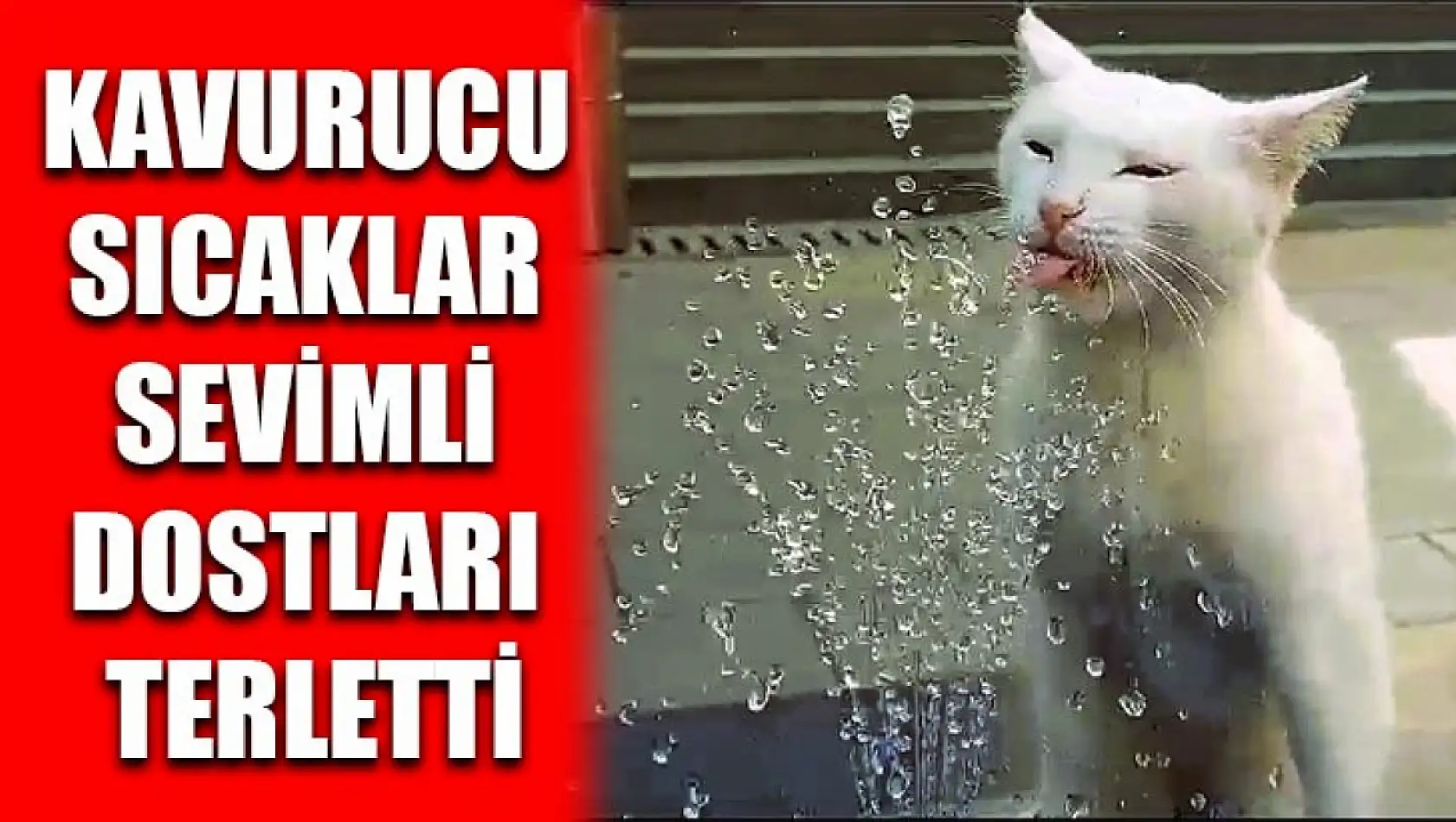 Kavurucu Sıcaklar Sevimli Dostları Terletti