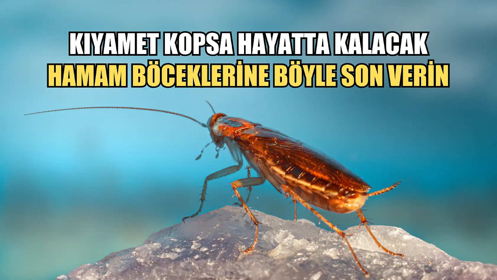 Kıyamet Kopsa Hayatta Kalacak Hamam Böceklerine Böyle Son Verin