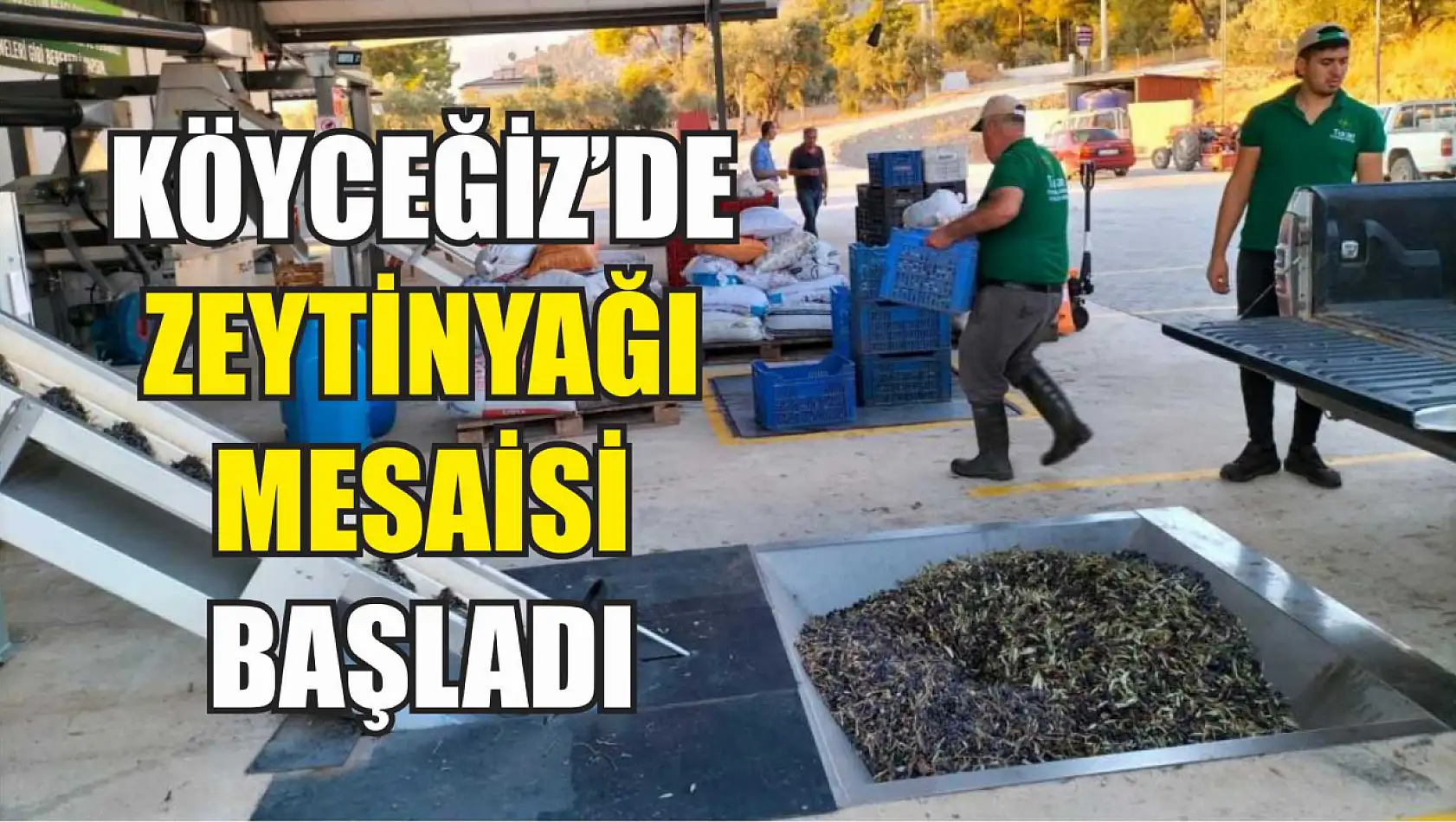 Köyceğiz'de zeytinyağı mesaisi başladı