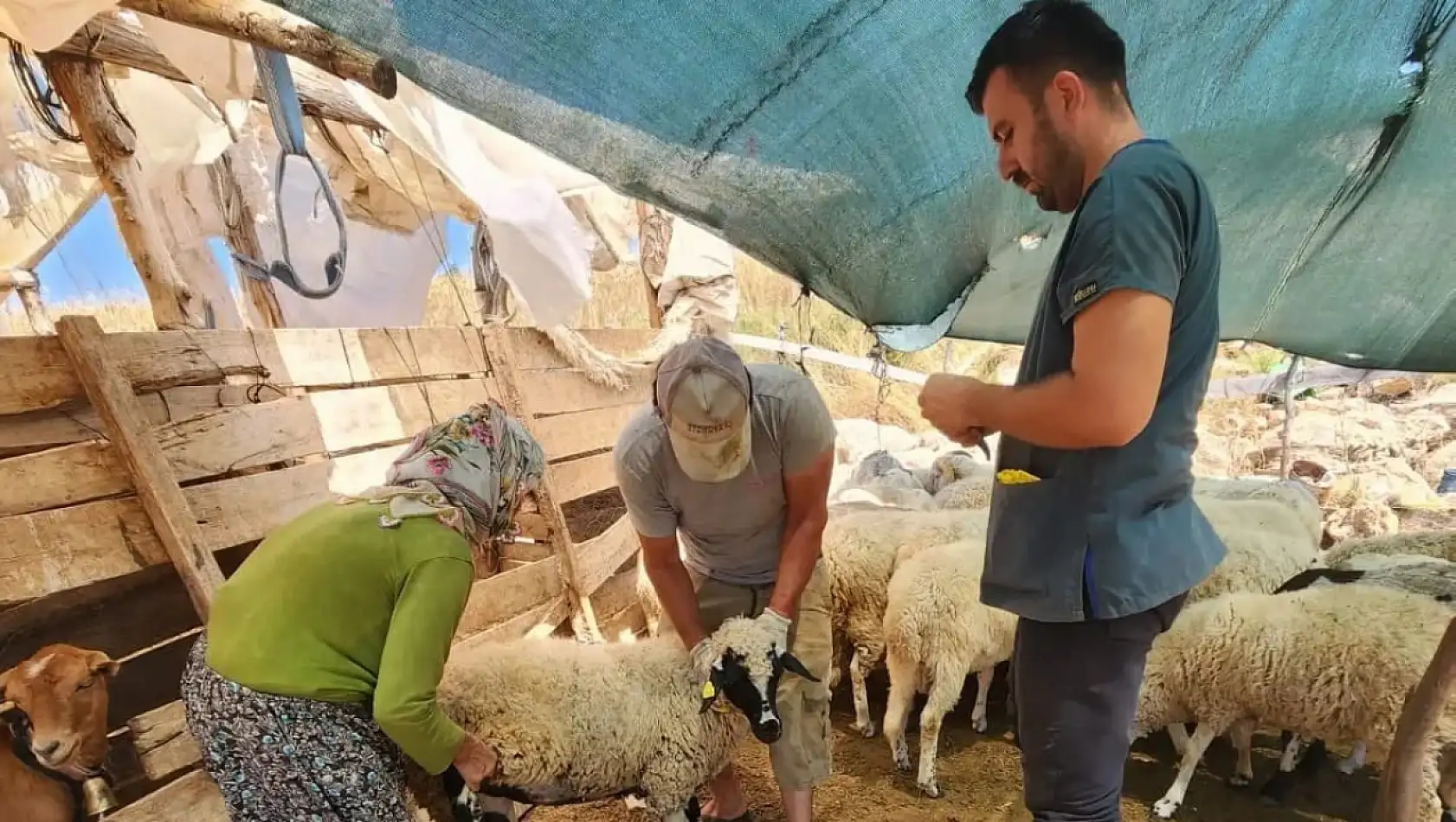 Küçükbaş Hayvanlar Aşılandı