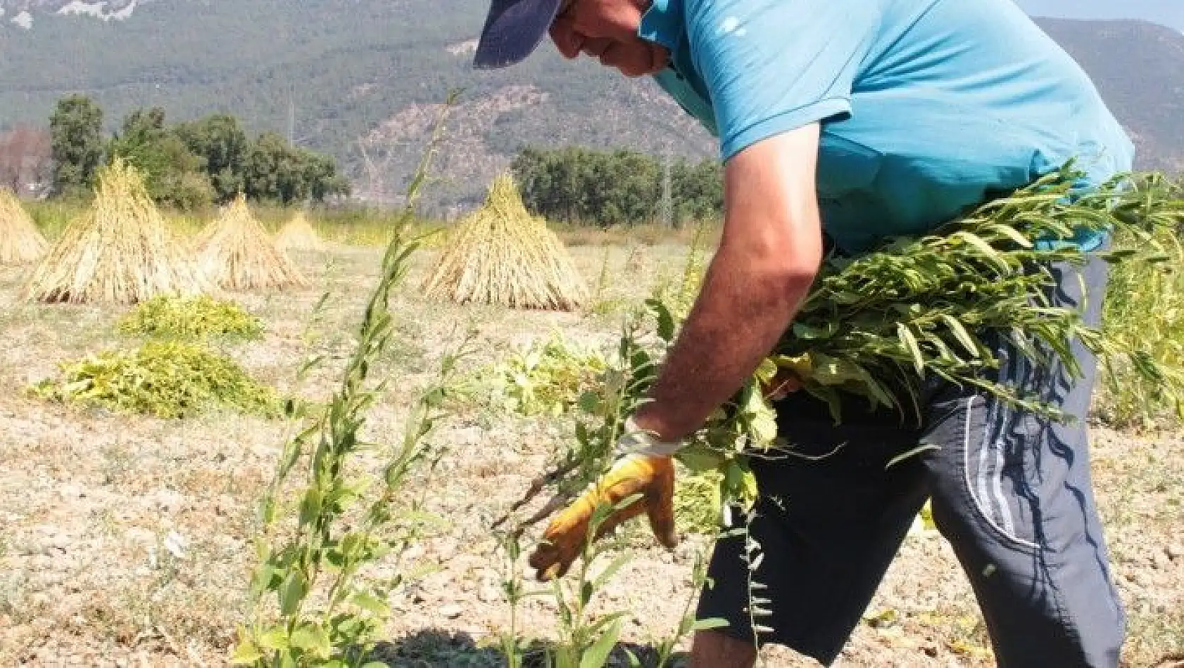 Küresel iklim Altın Susam'ı da vurdu